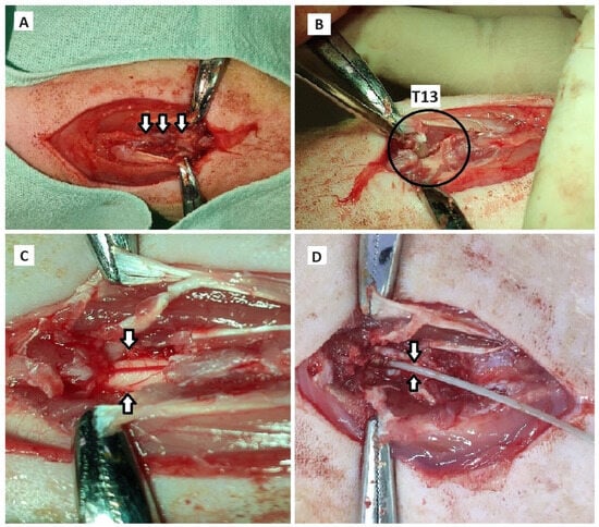Antioxidants 14 00587 g0a1