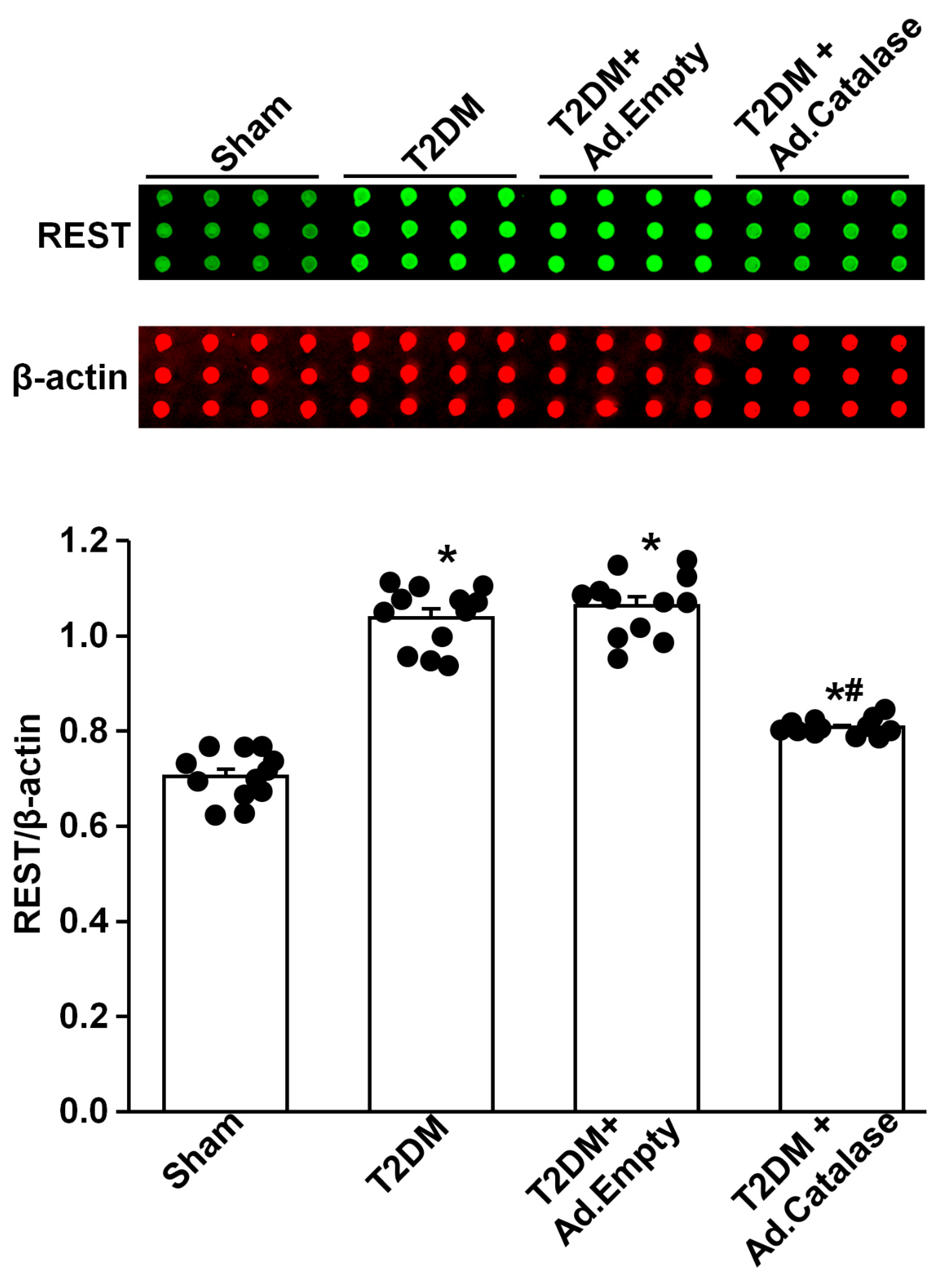 Antioxidants 14 00588 g002