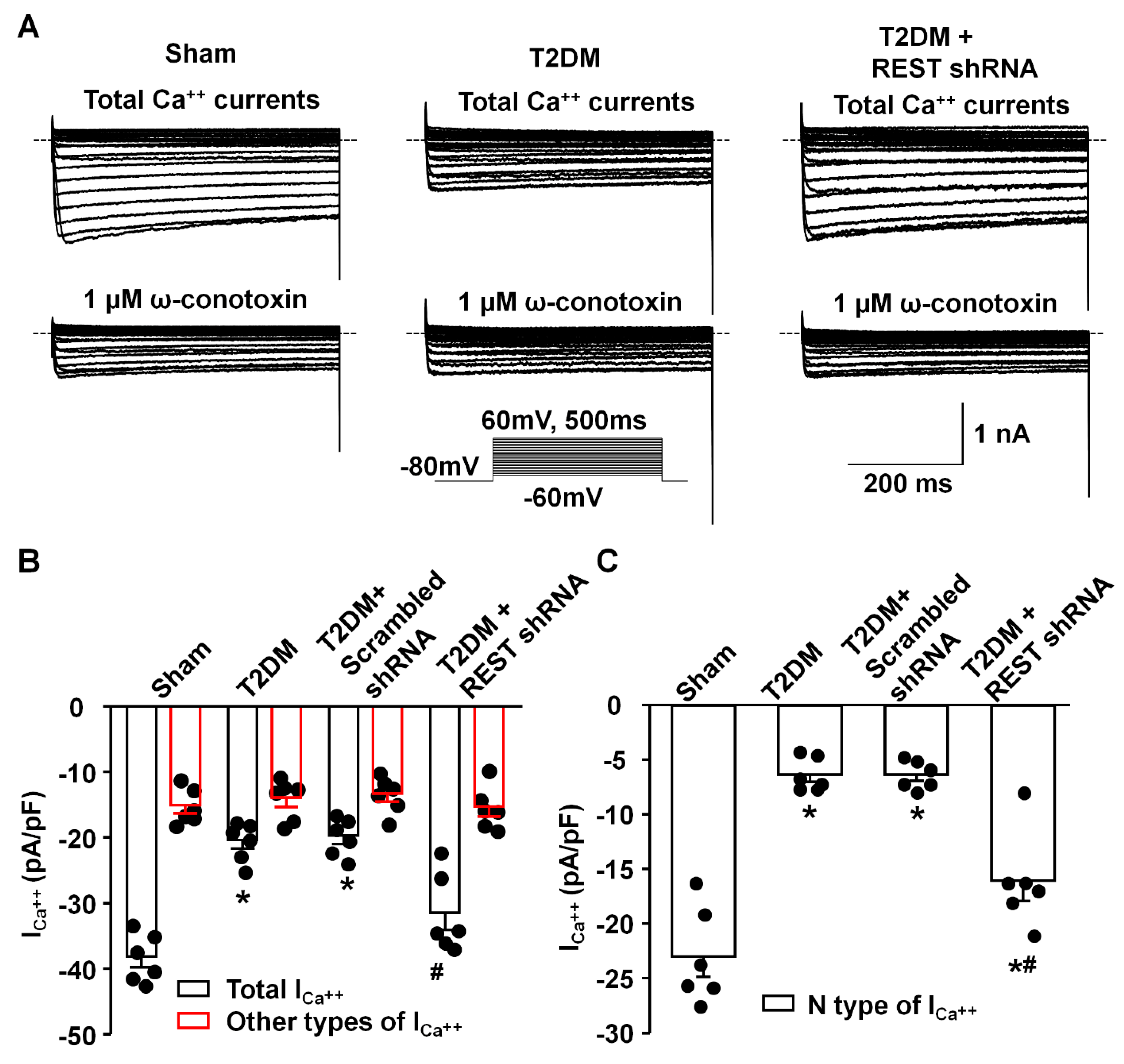 Antioxidants 14 00588 g004
