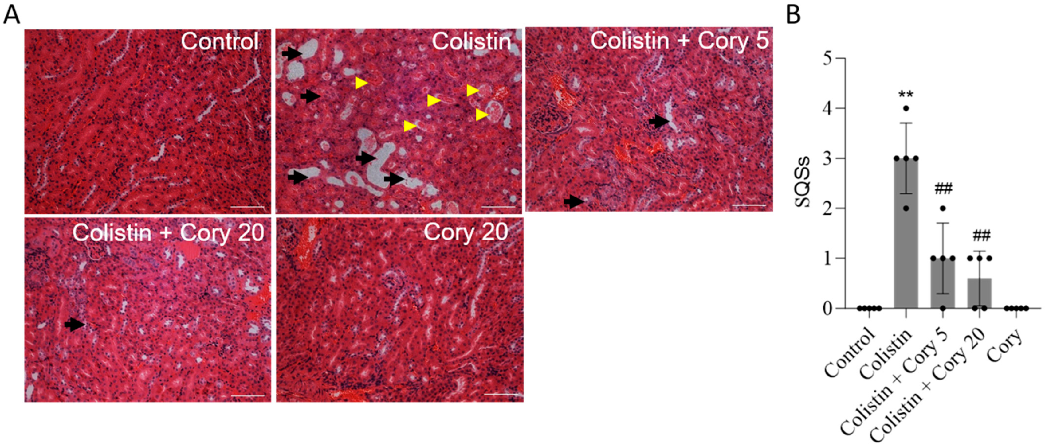Antioxidants 14 00593 g003 Antioxidants 14 00593 g003