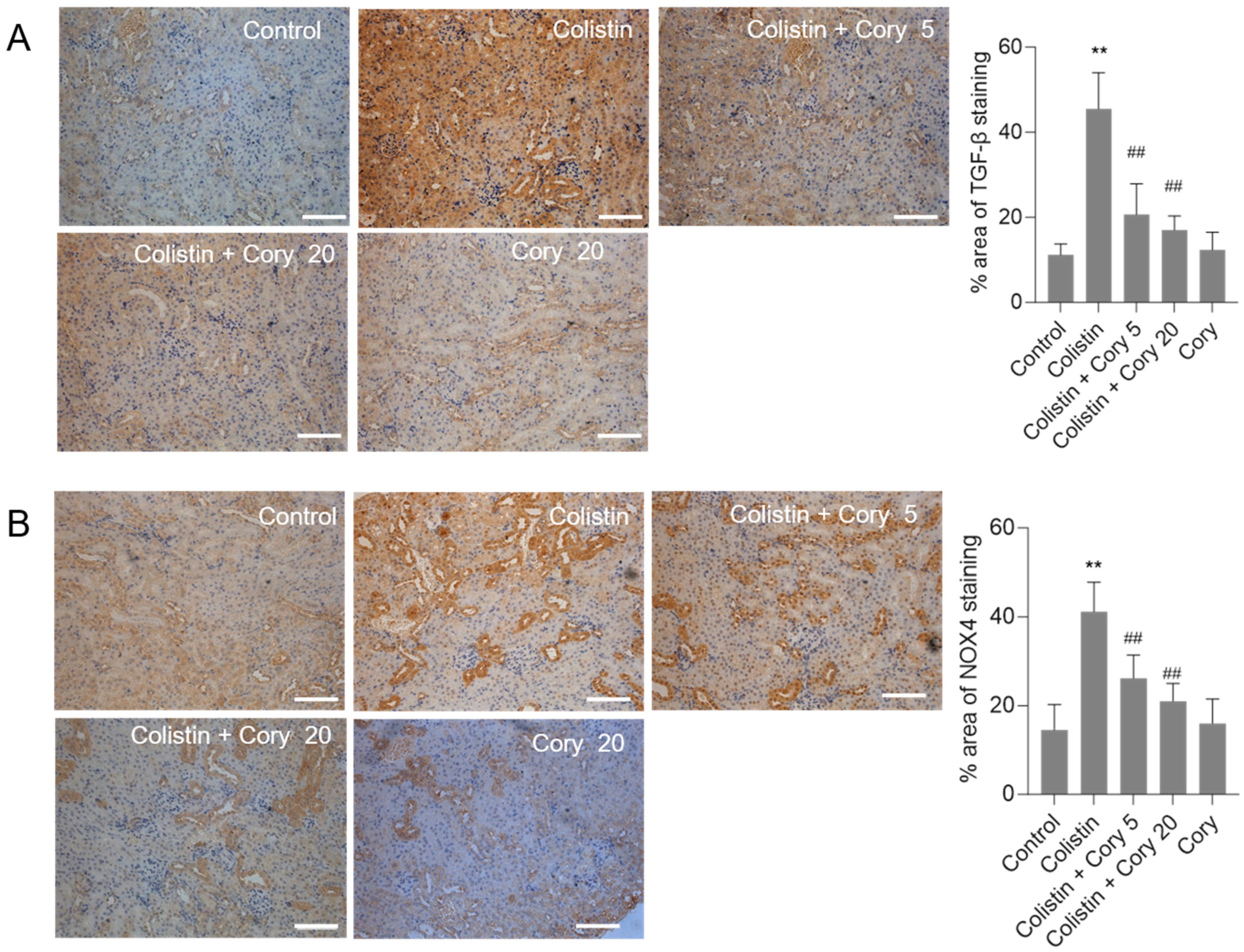 Antioxidants 14 00593 g006 Antioxidants 14 00593 g006