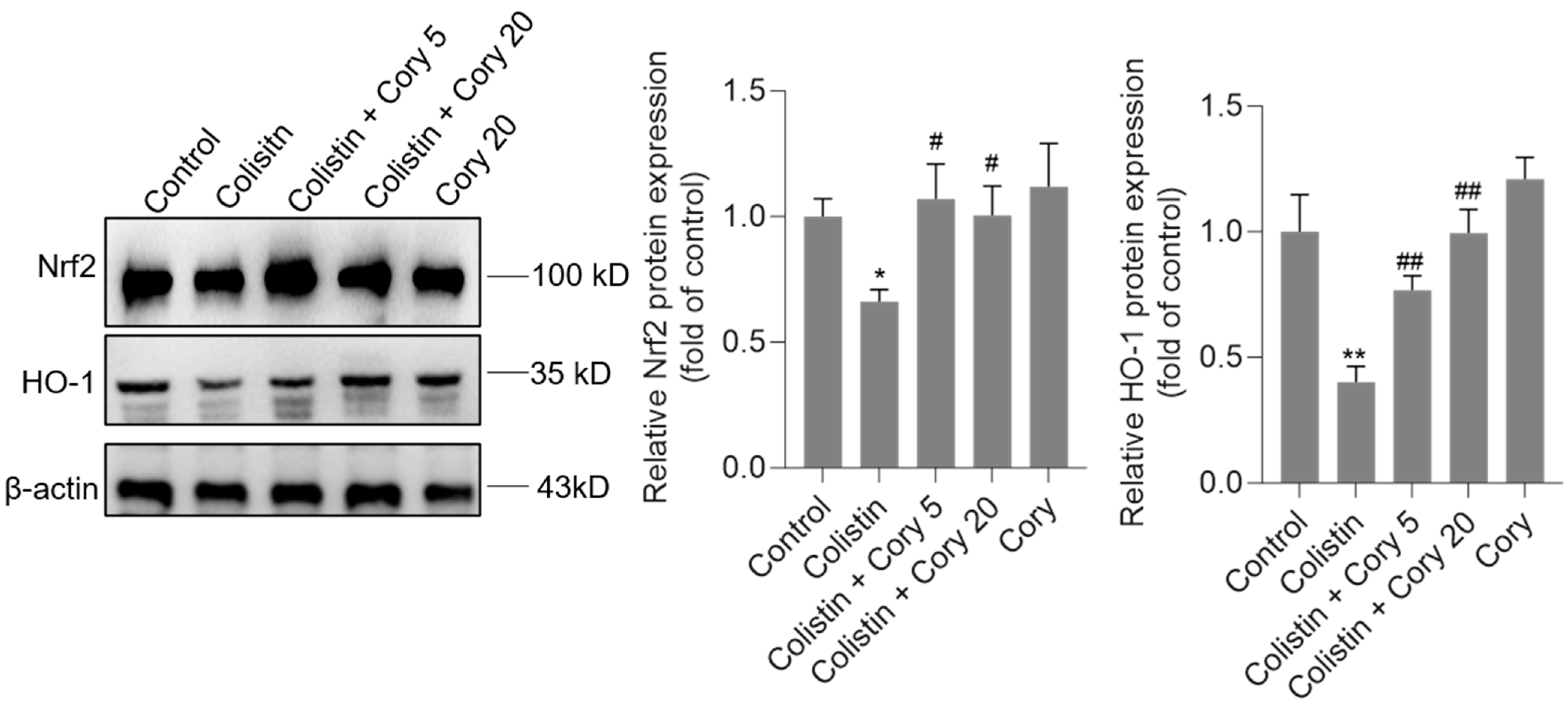 Antioxidants 14 00593 g007 Antioxidants 14 00593 g007