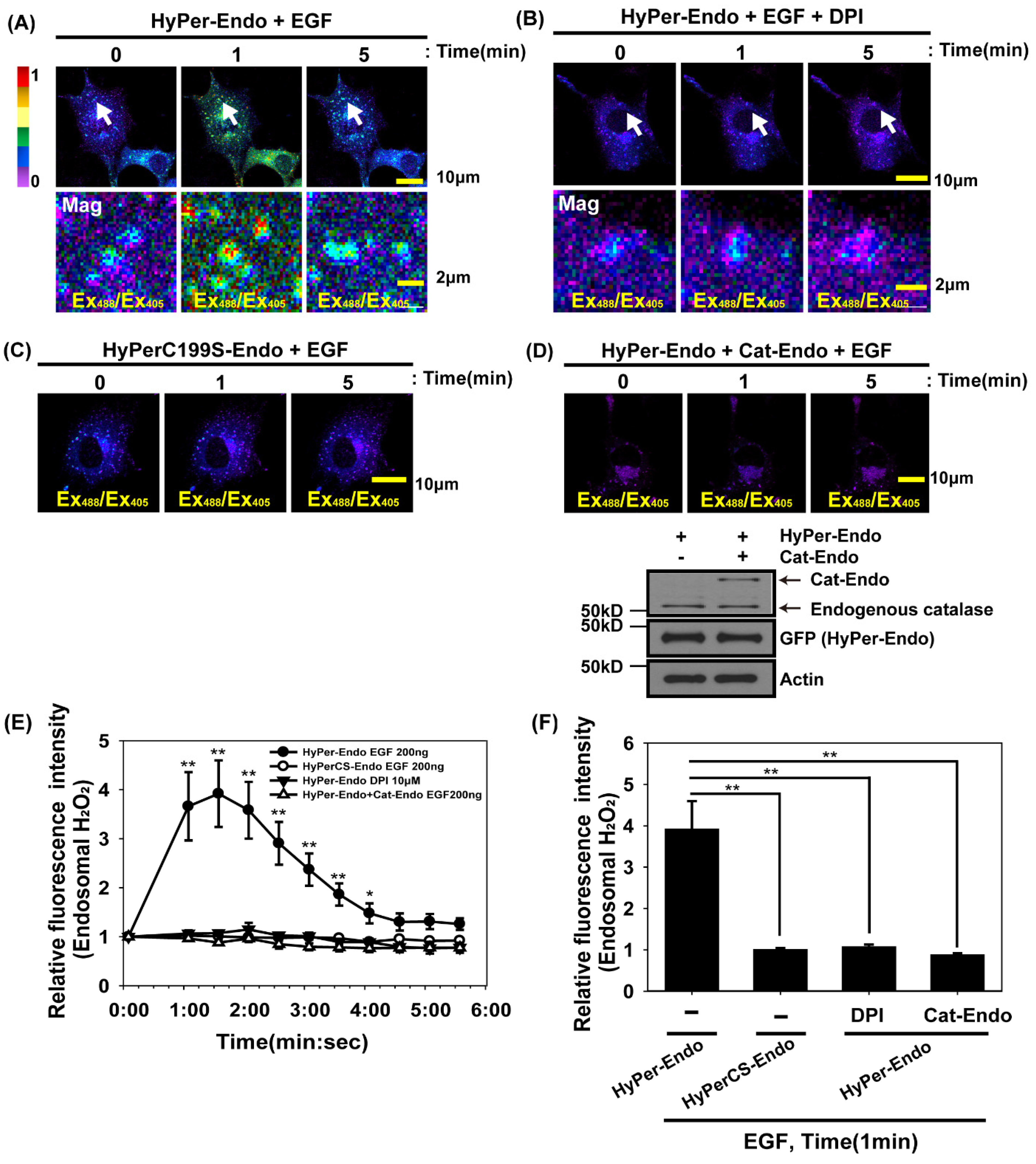 Antioxidants 14 00594 g001
