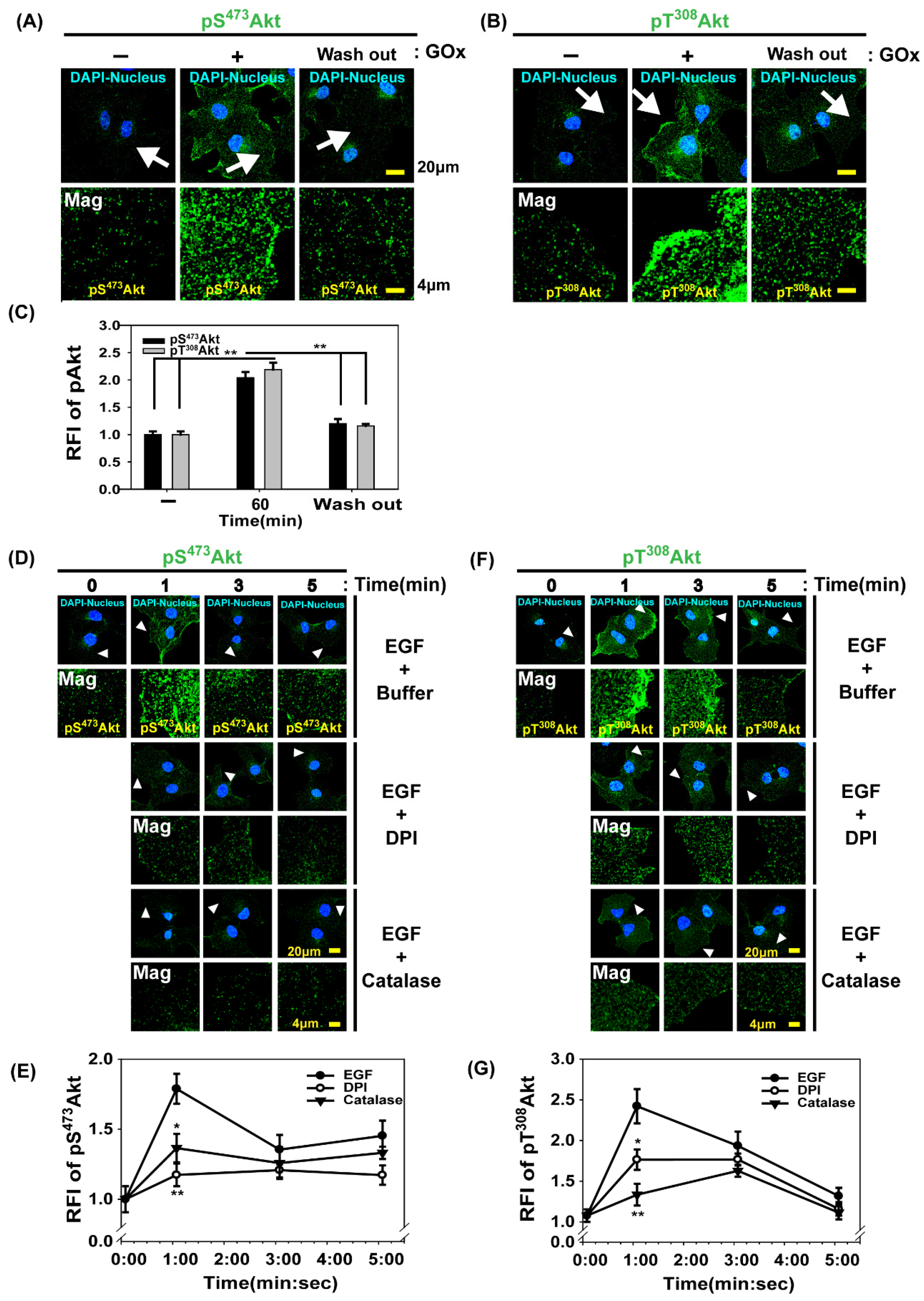 Antioxidants 14 00594 g002