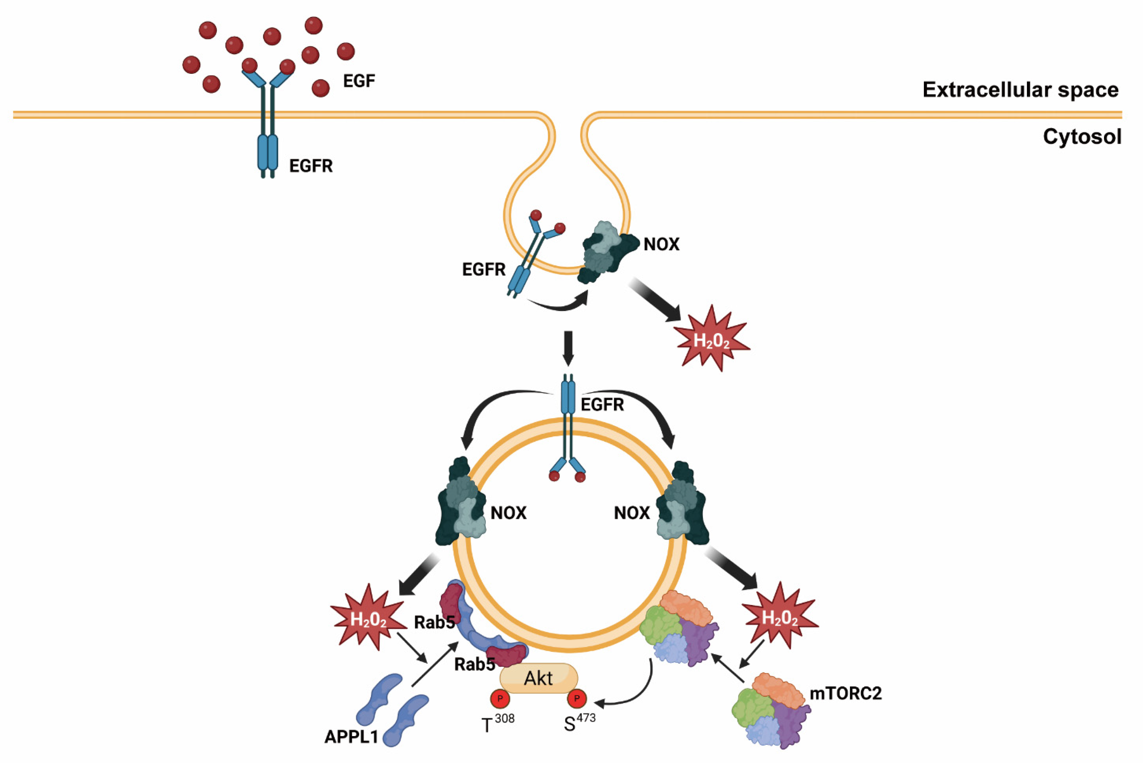 Antioxidants 14 00594 g006