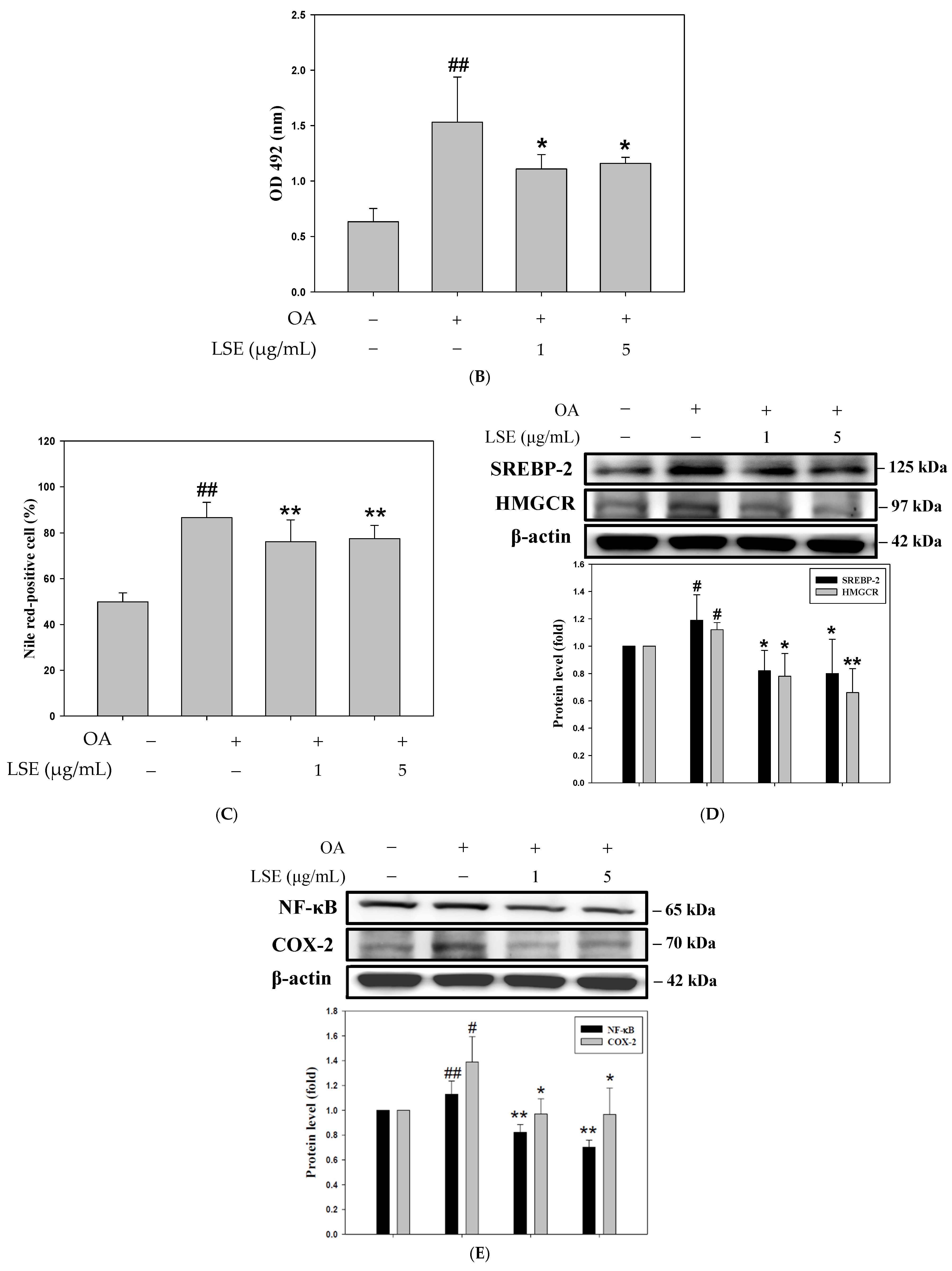 Antioxidants 14 00595 g005b