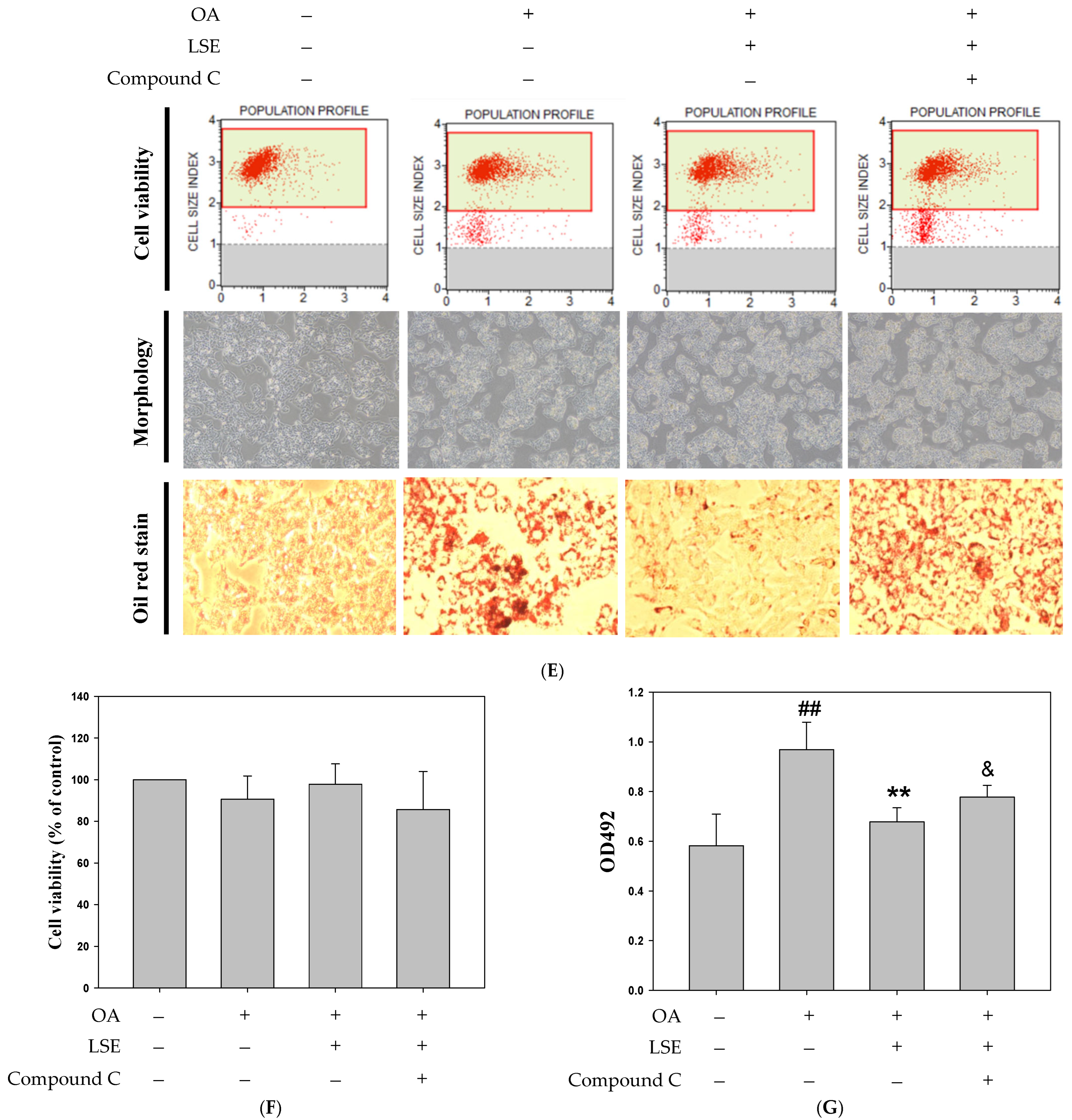 Antioxidants 14 00595 g007c