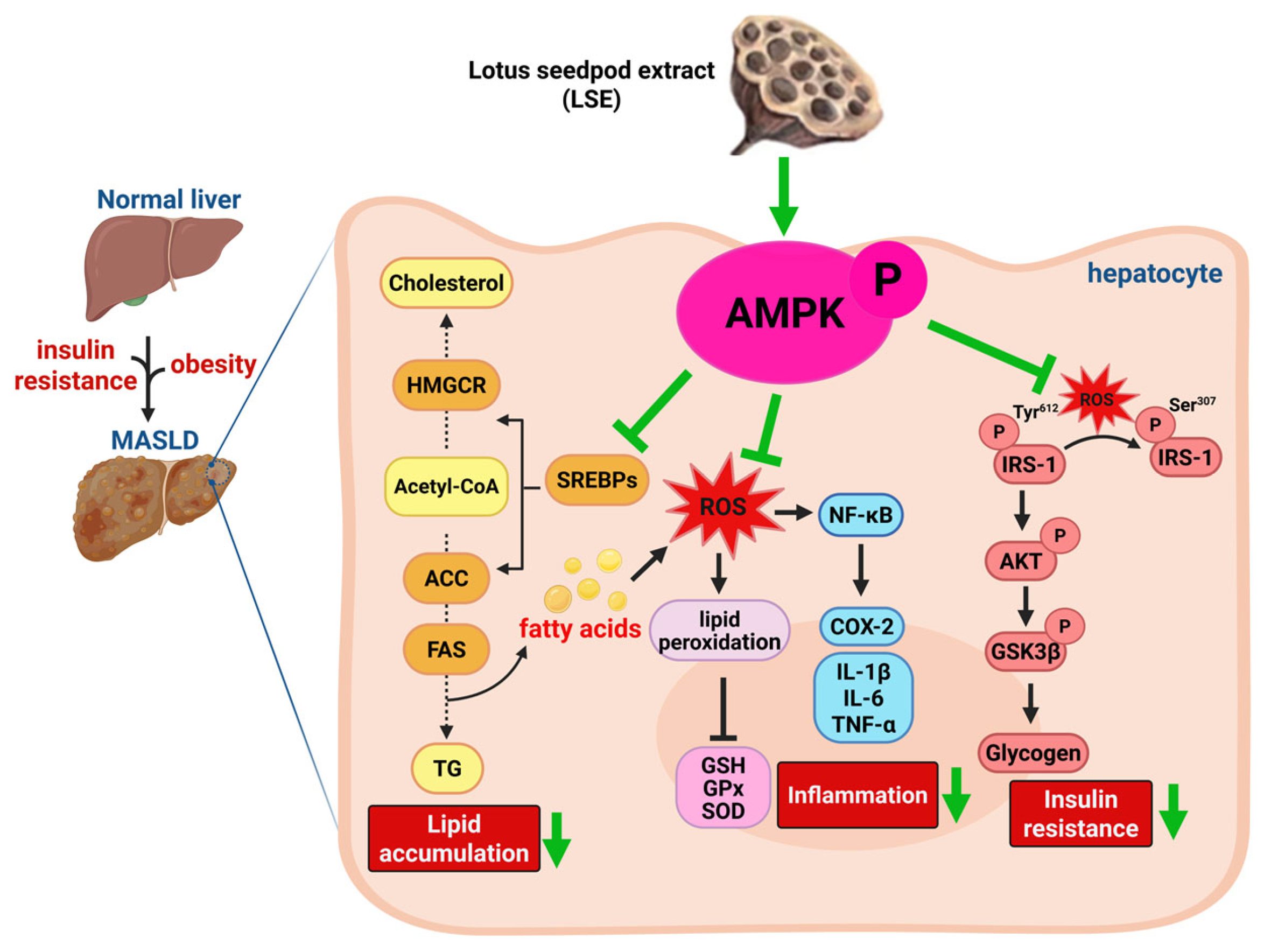 Antioxidants 14 00595 g008