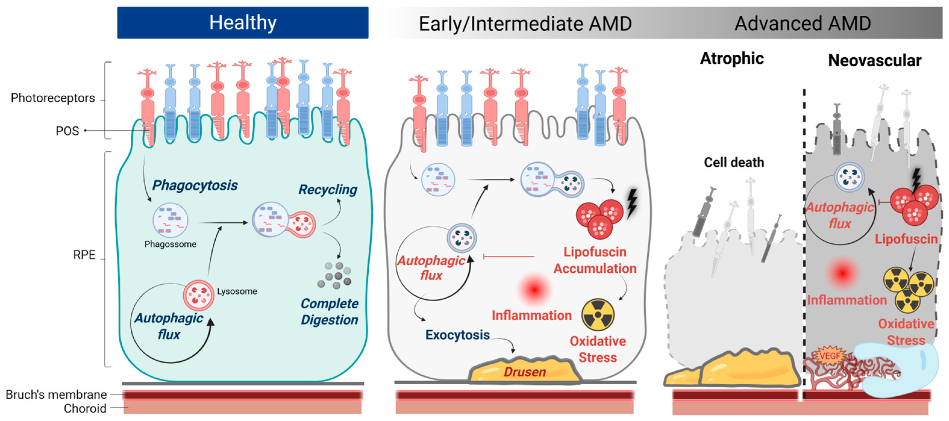 Antioxidants 14 00596 g001 Antioxidants 14 00596 g001