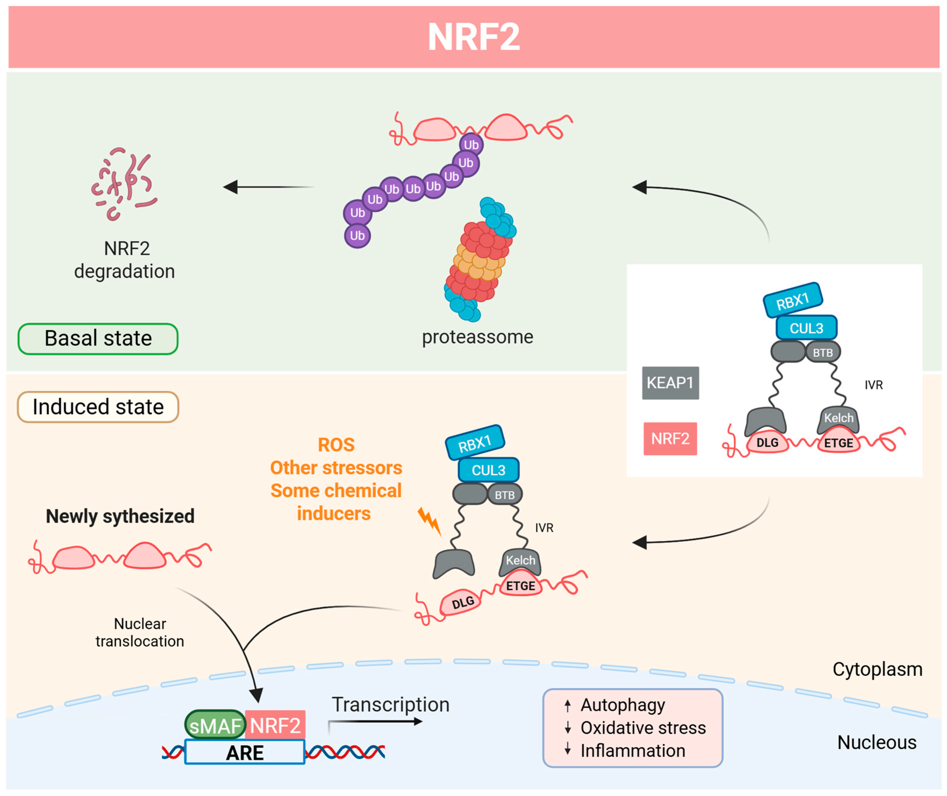 Antioxidants 14 00596 g004 Antioxidants 14 00596 g004