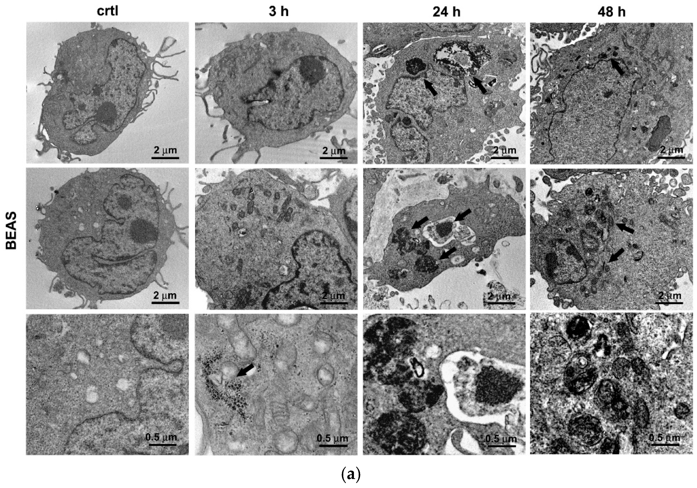 Antioxidants 14 00597 g001a