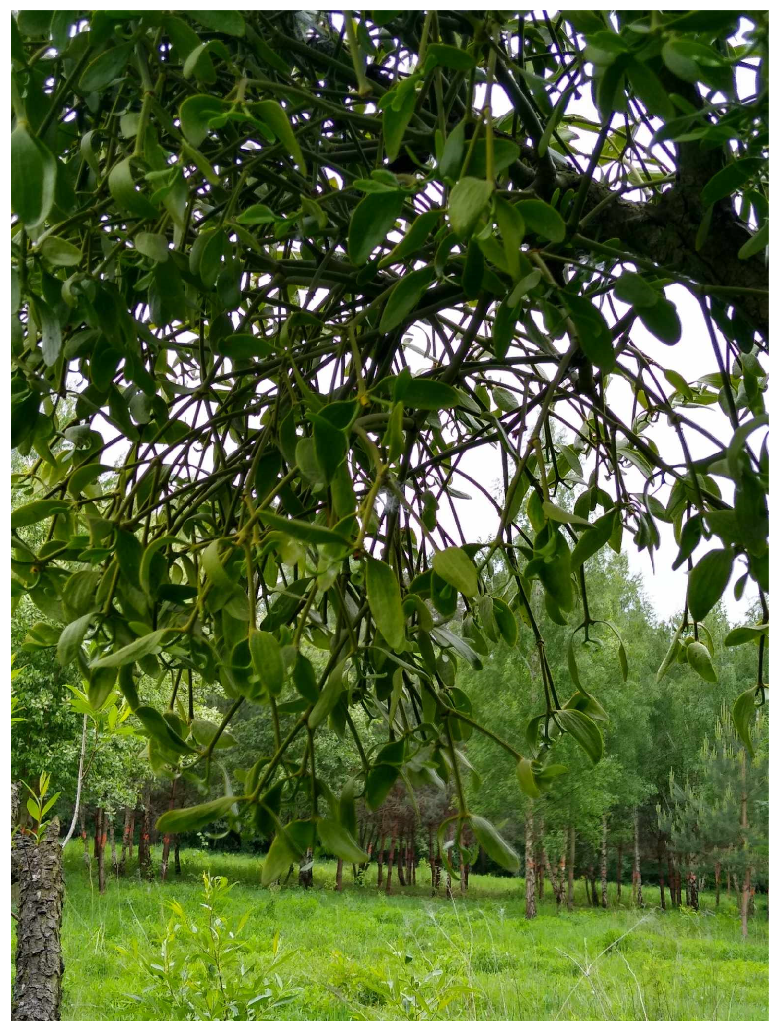 Antioxidants 14 00598 g003