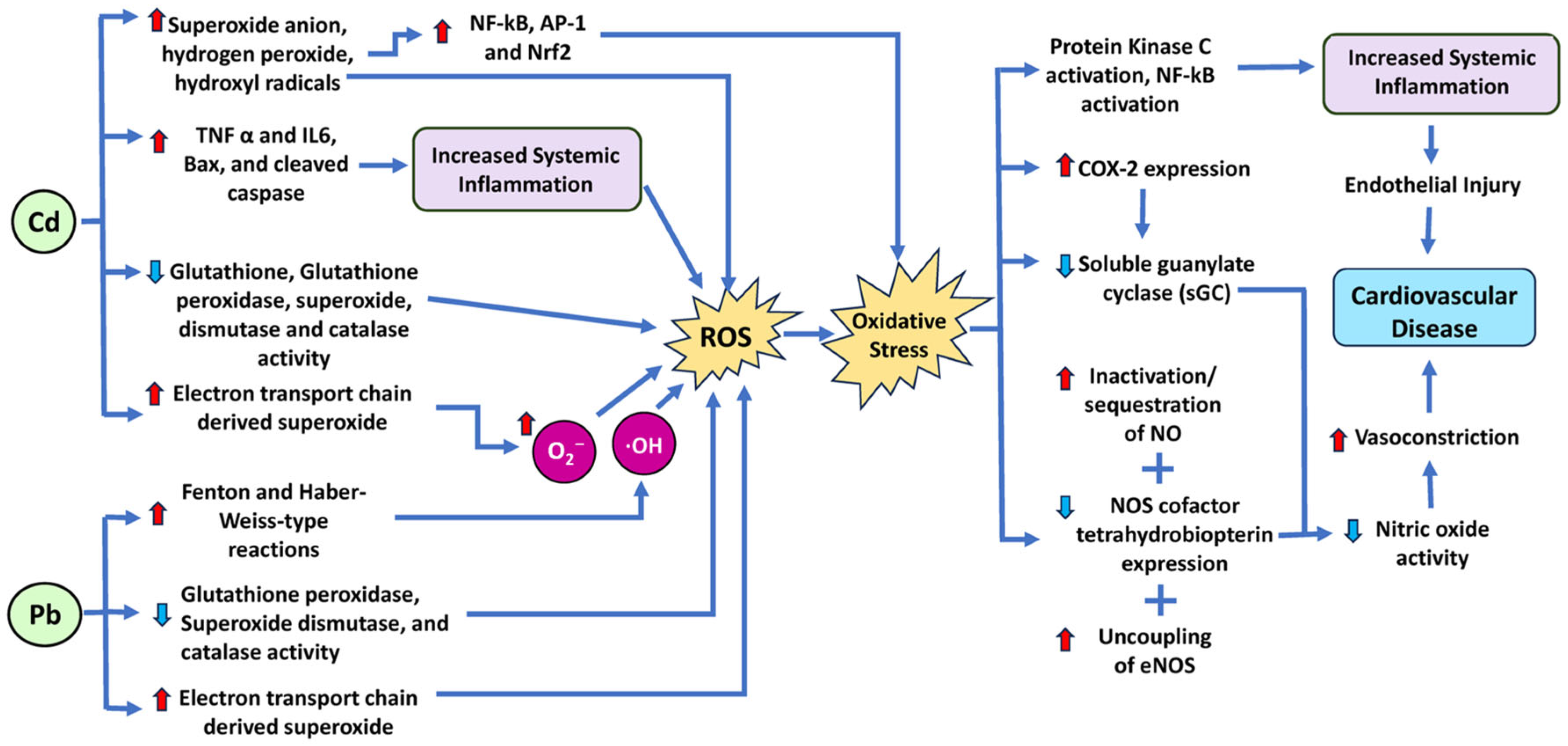 Antioxidants 14 00604 g005