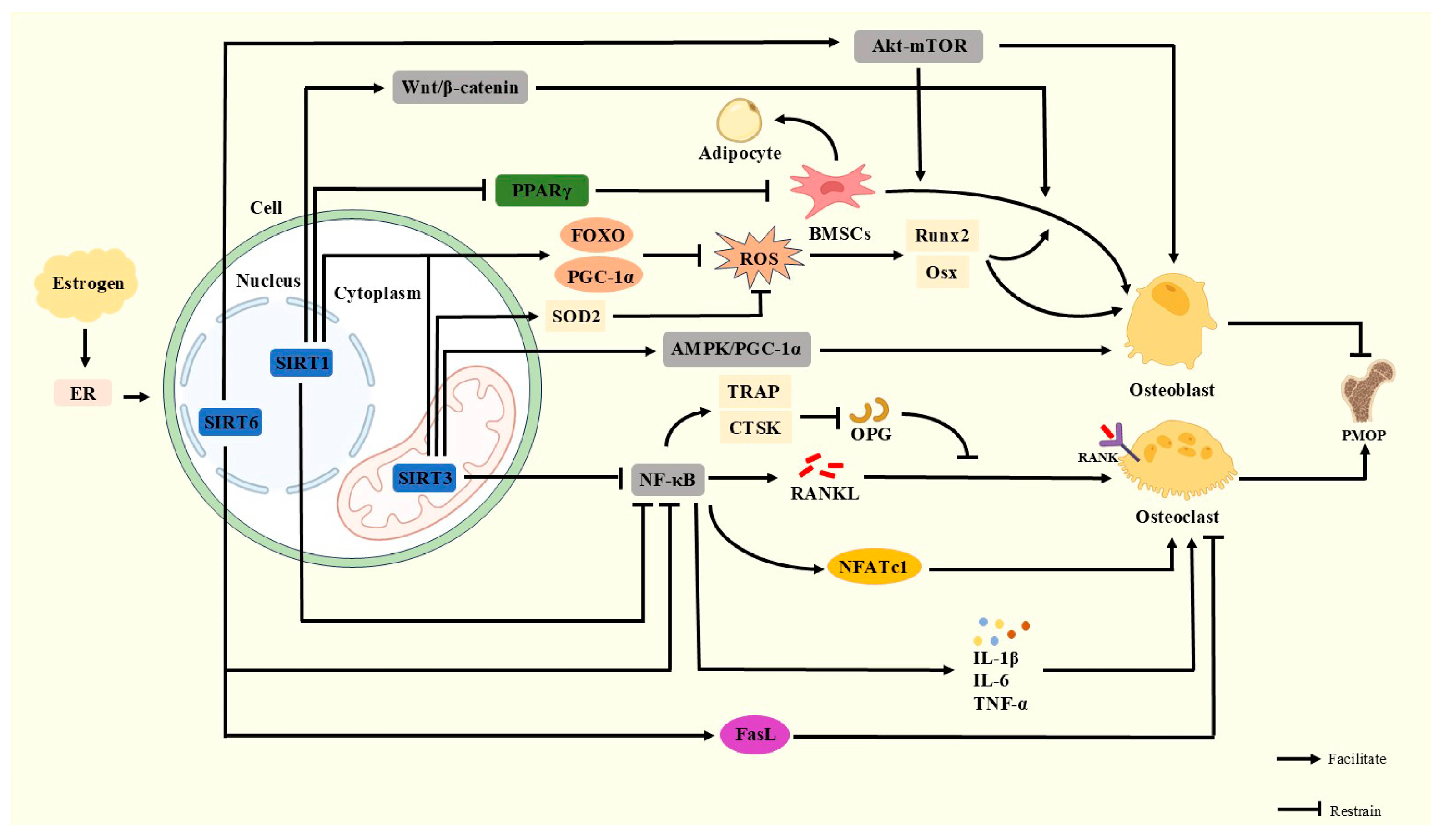 Antioxidants 14 00605 g002