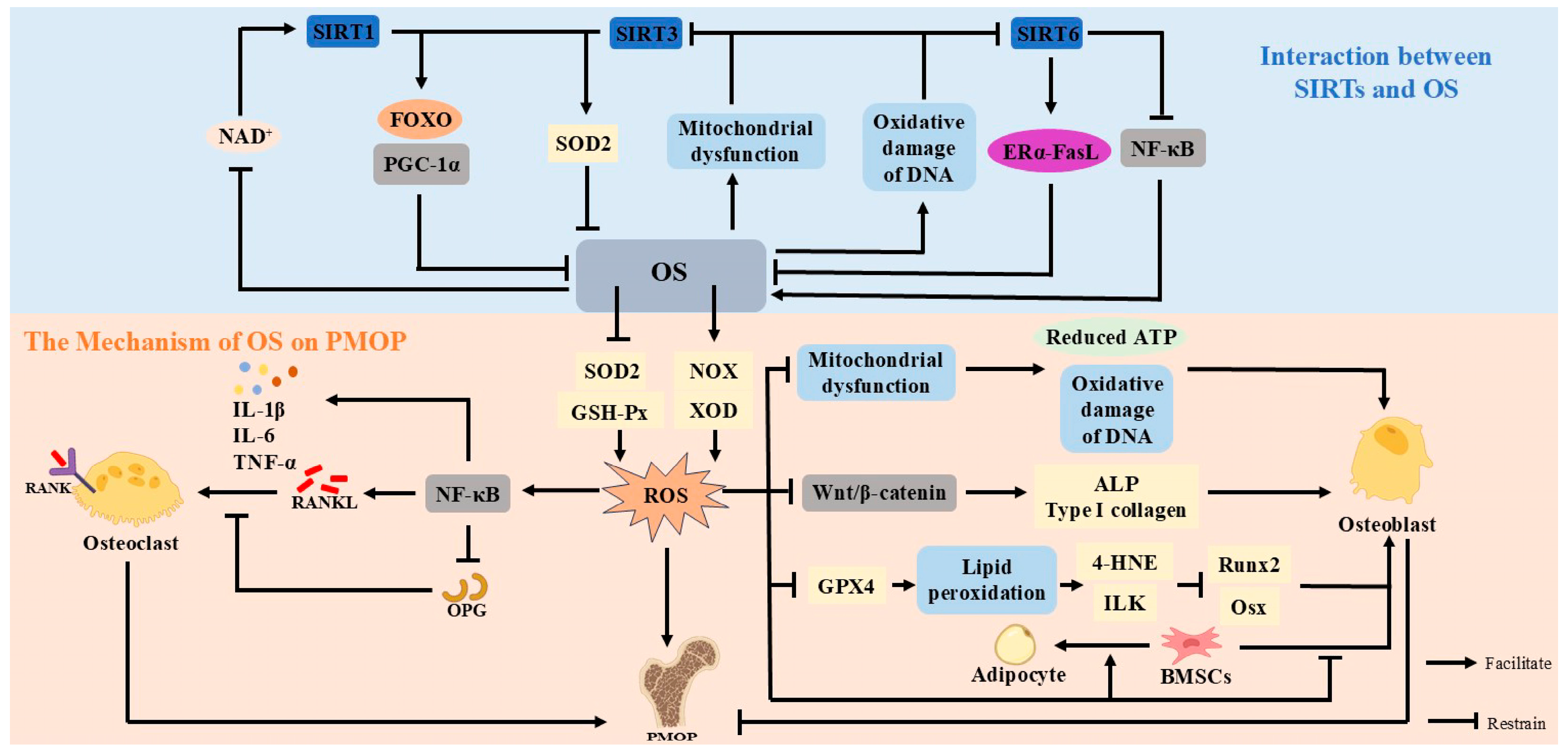 Antioxidants 14 00605 g003