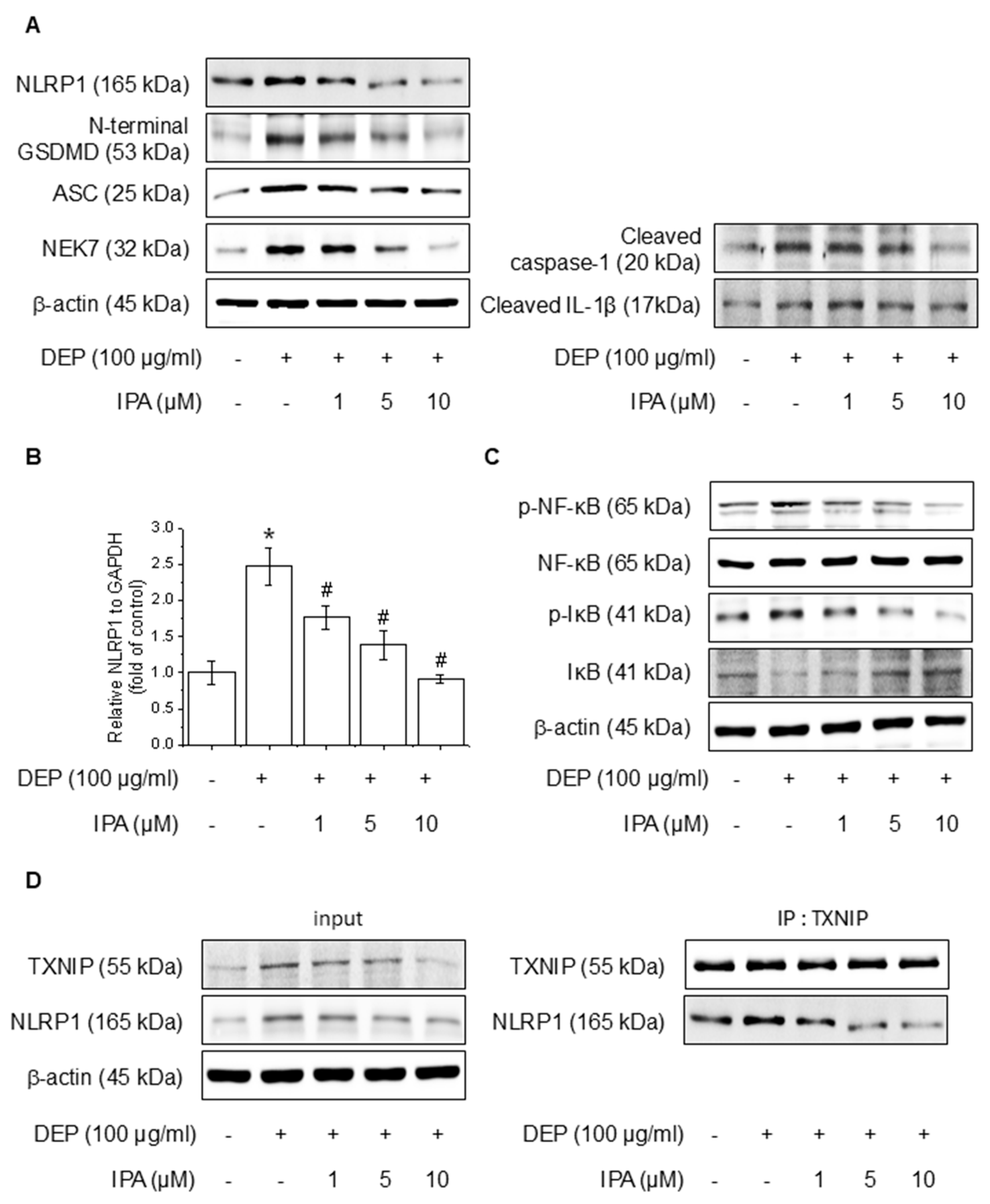 Antioxidants 14 00610 g002