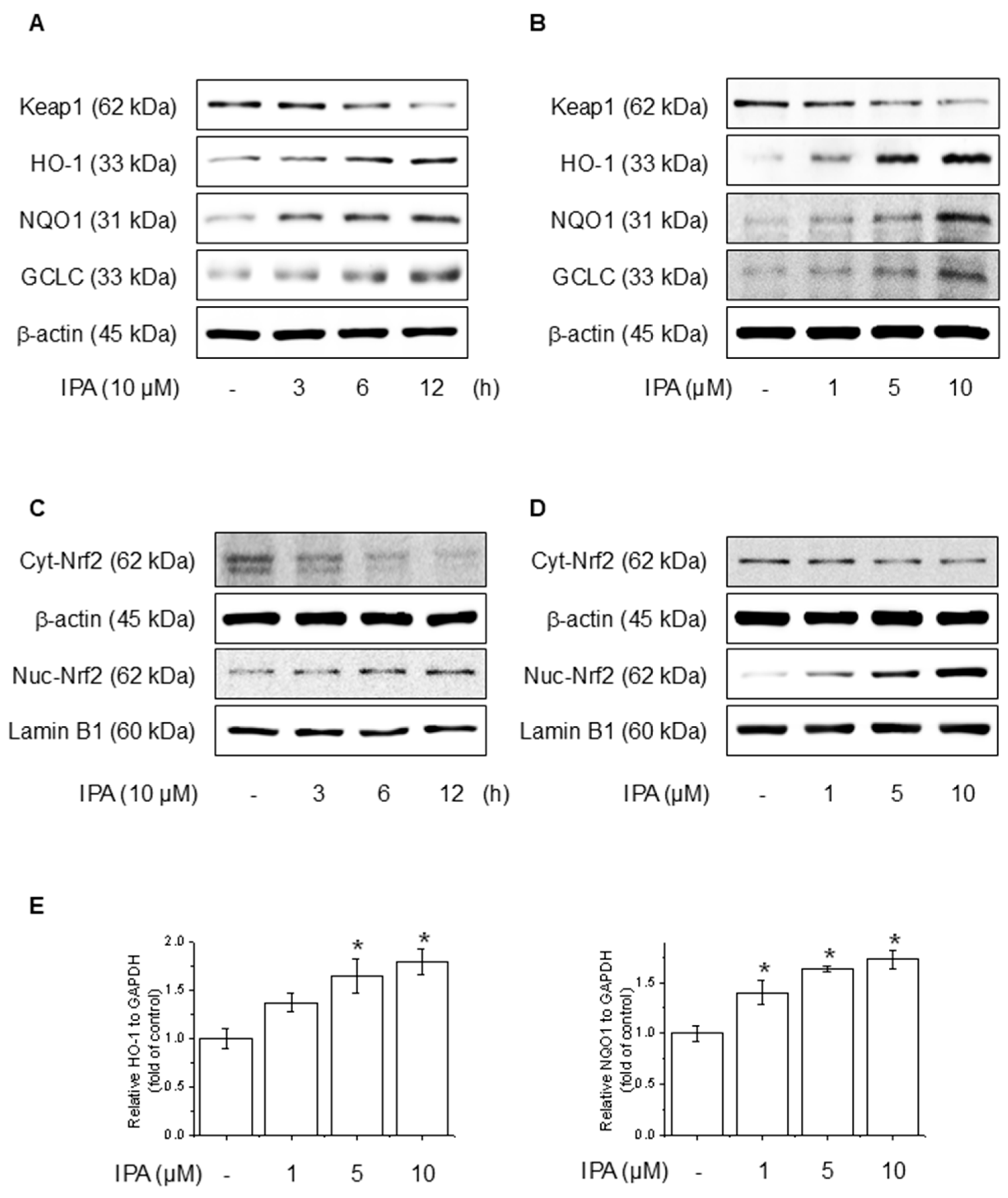 Antioxidants 14 00610 g003