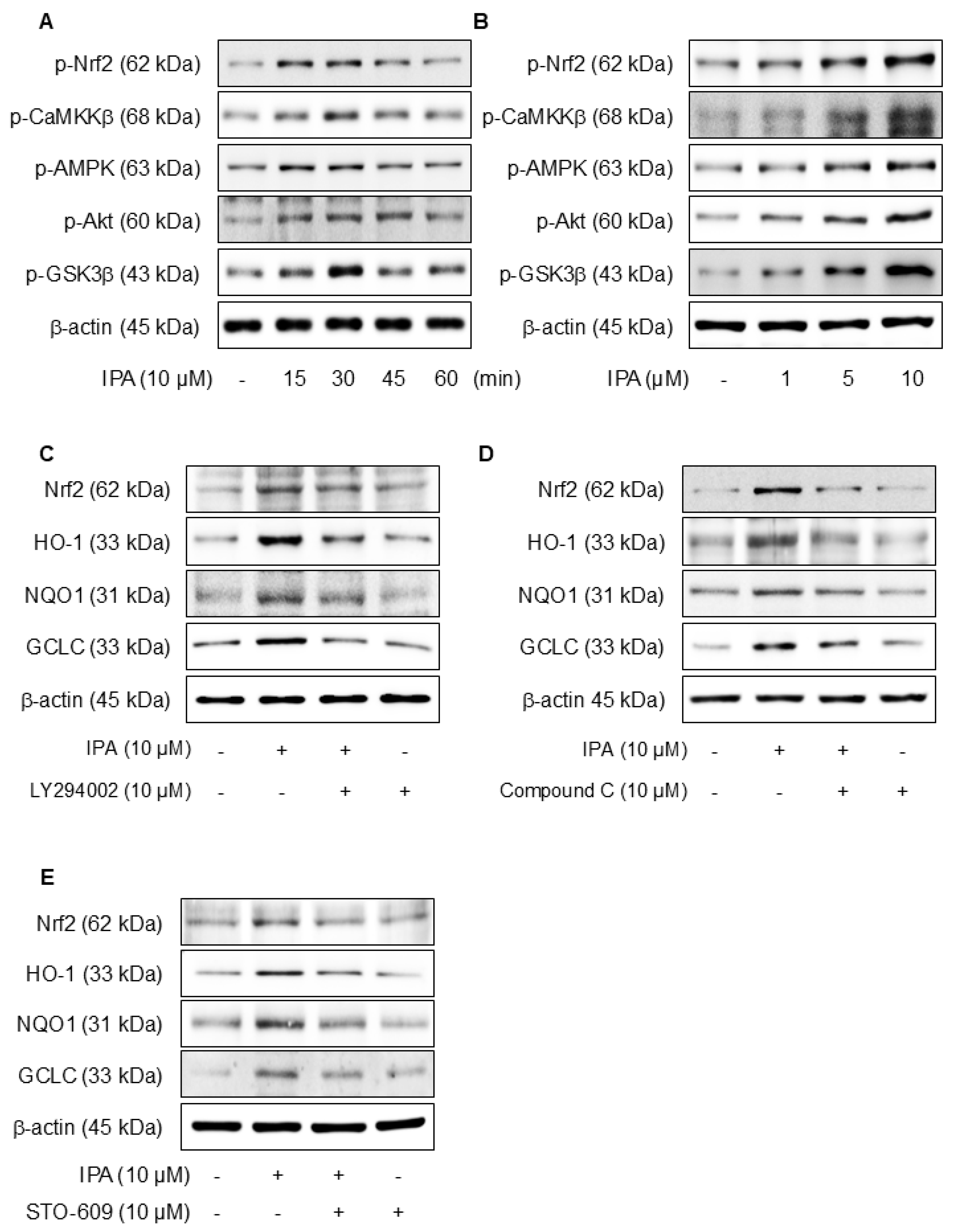Antioxidants 14 00610 g004a