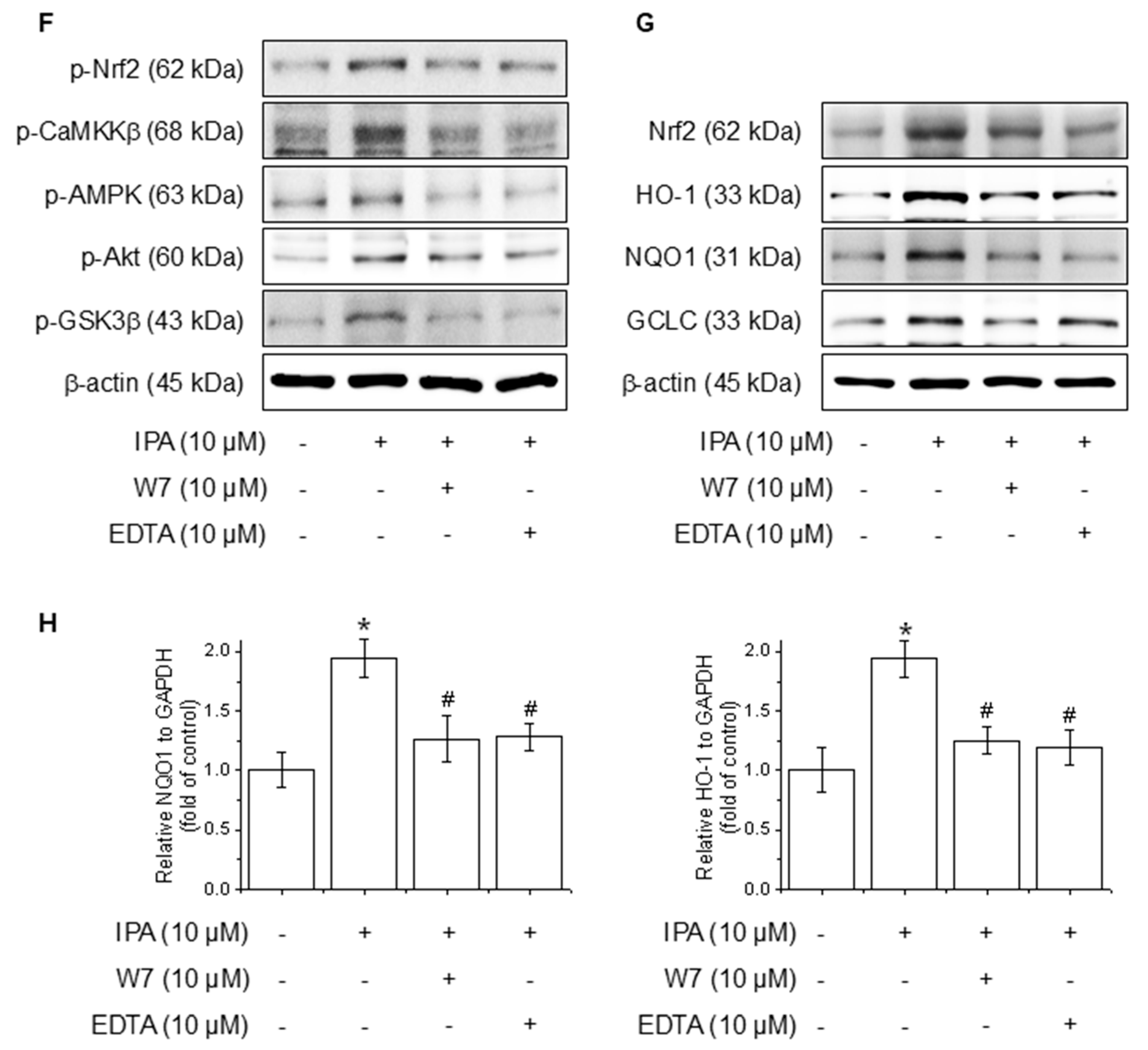 Antioxidants 14 00610 g004b