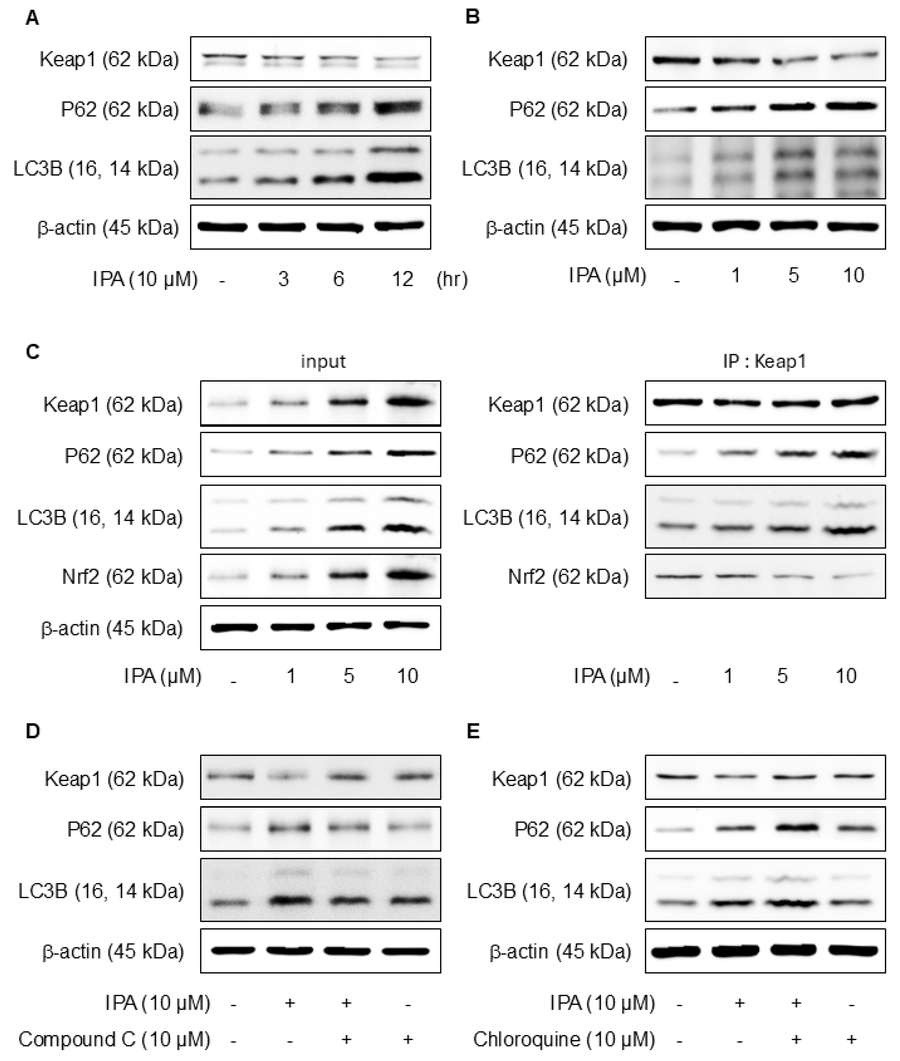 Antioxidants 14 00610 g005