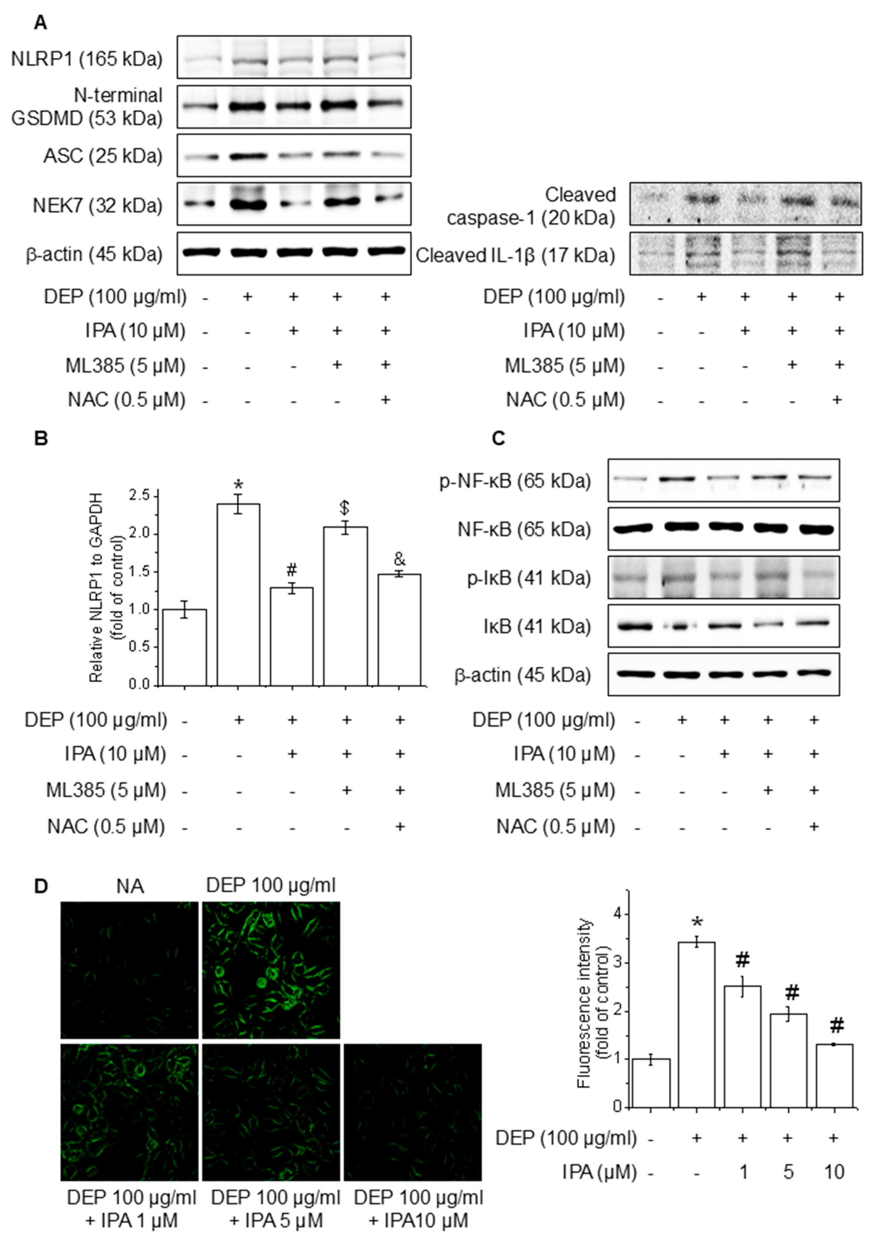 Antioxidants 14 00610 g006