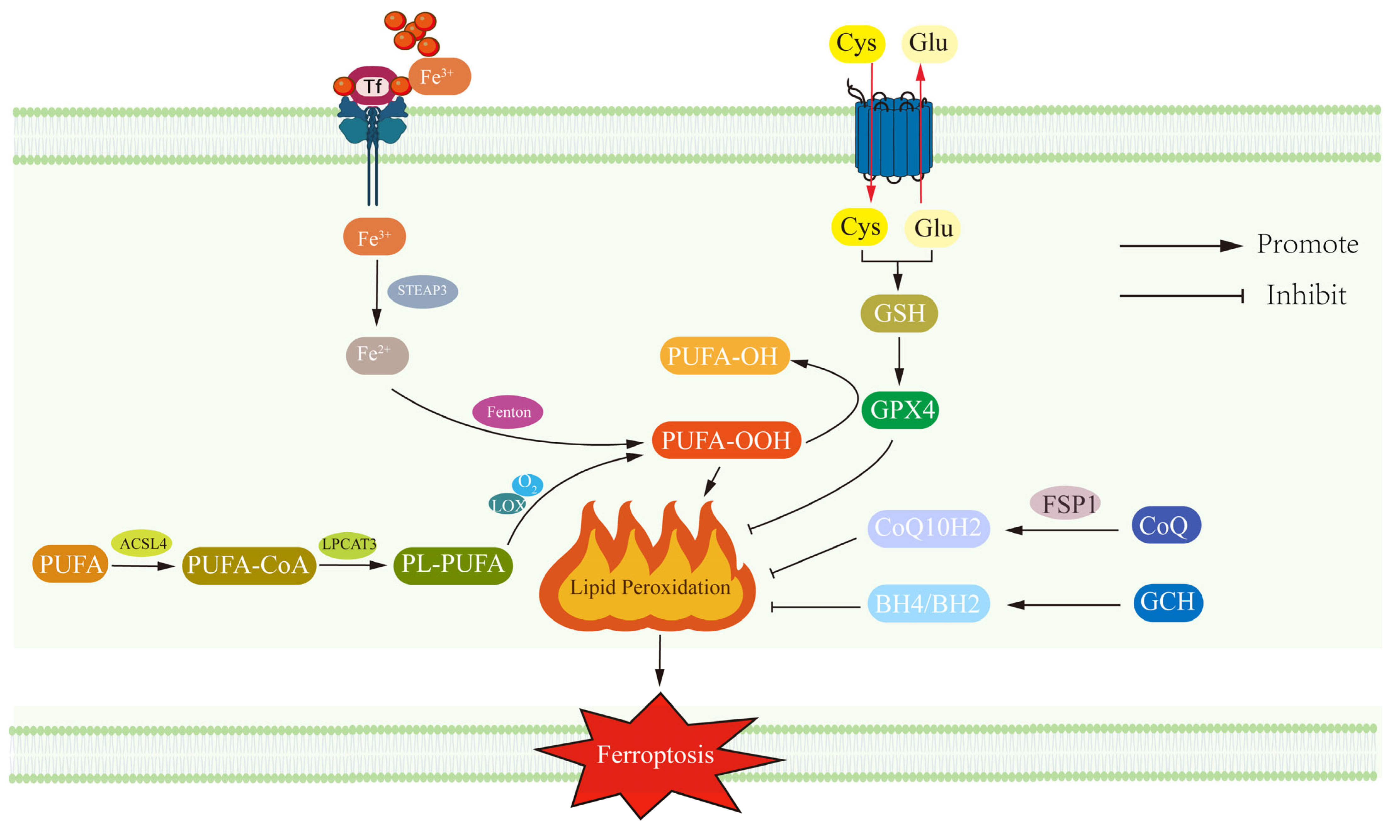 Antioxidants 14 00613 g001