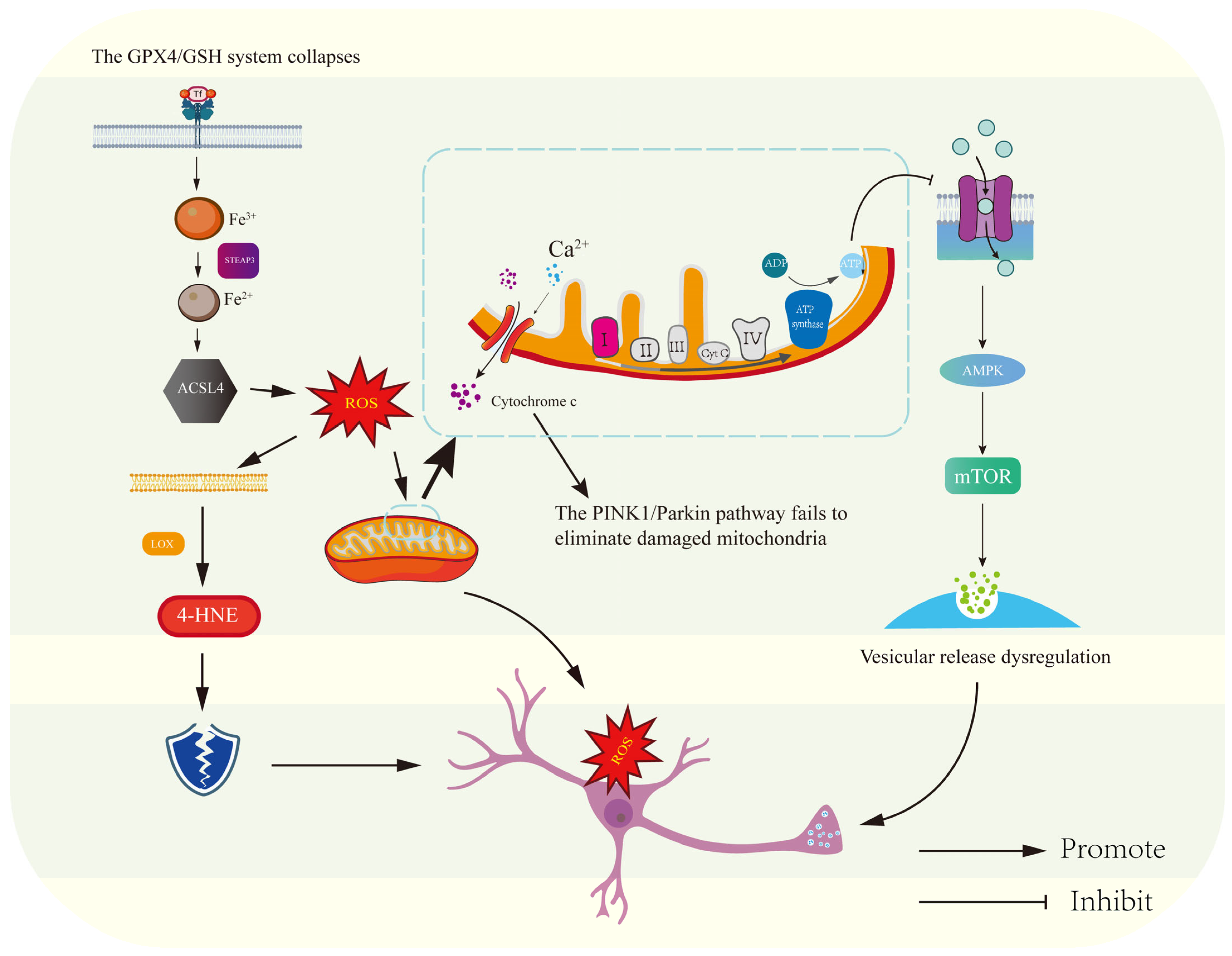 Antioxidants 14 00613 g002