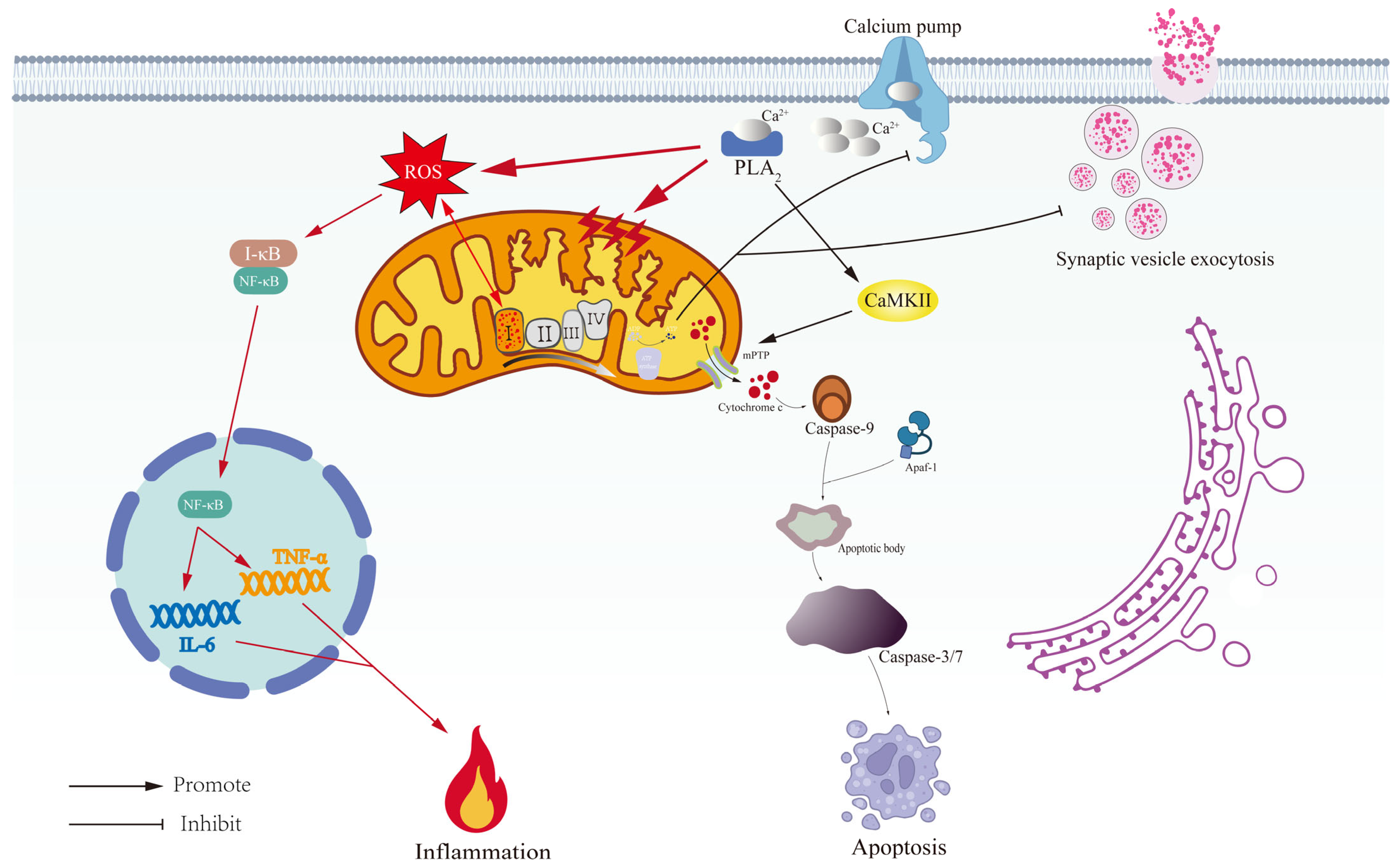 Antioxidants 14 00613 g003
