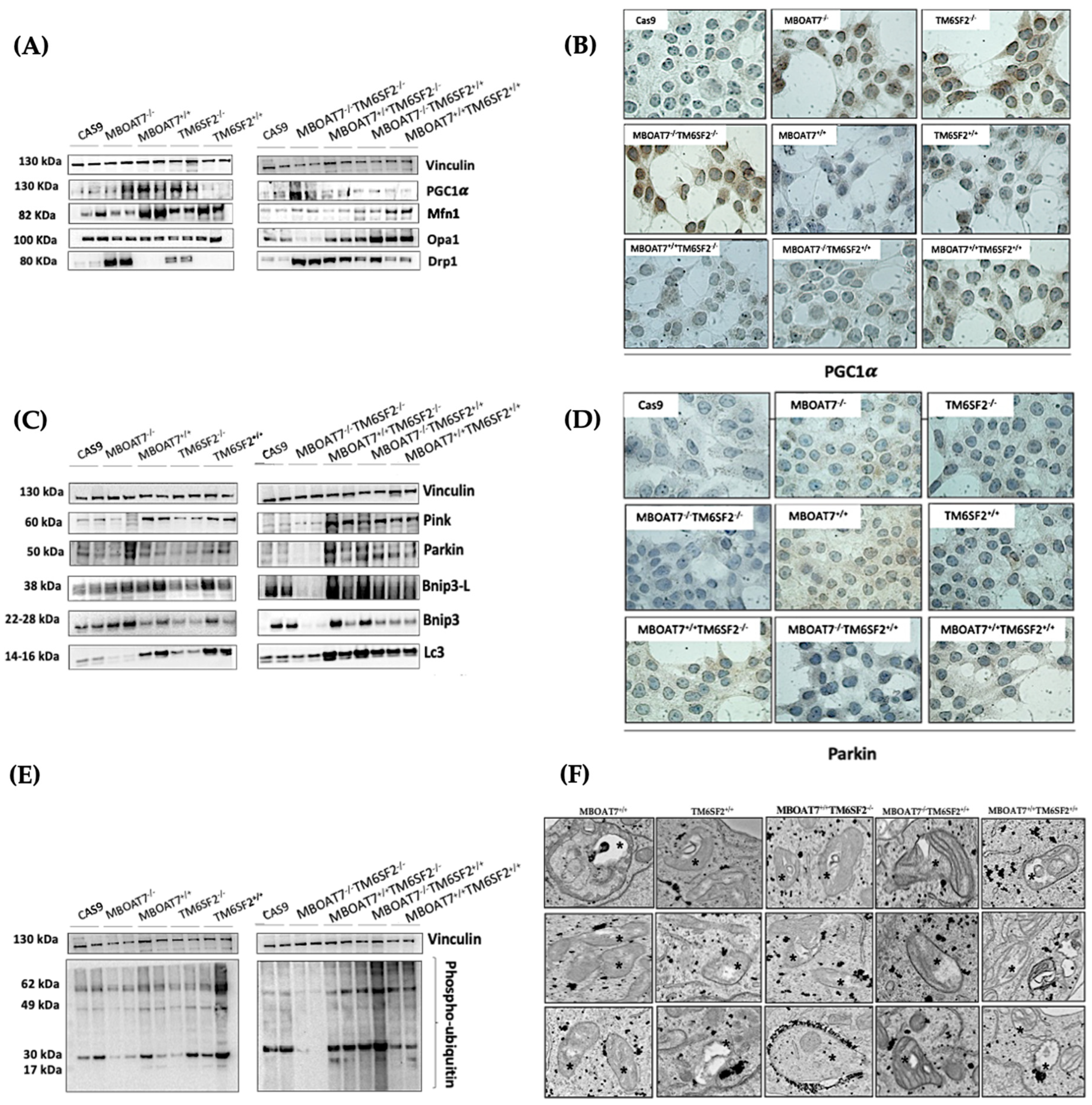 Antioxidants 14 00618 g001