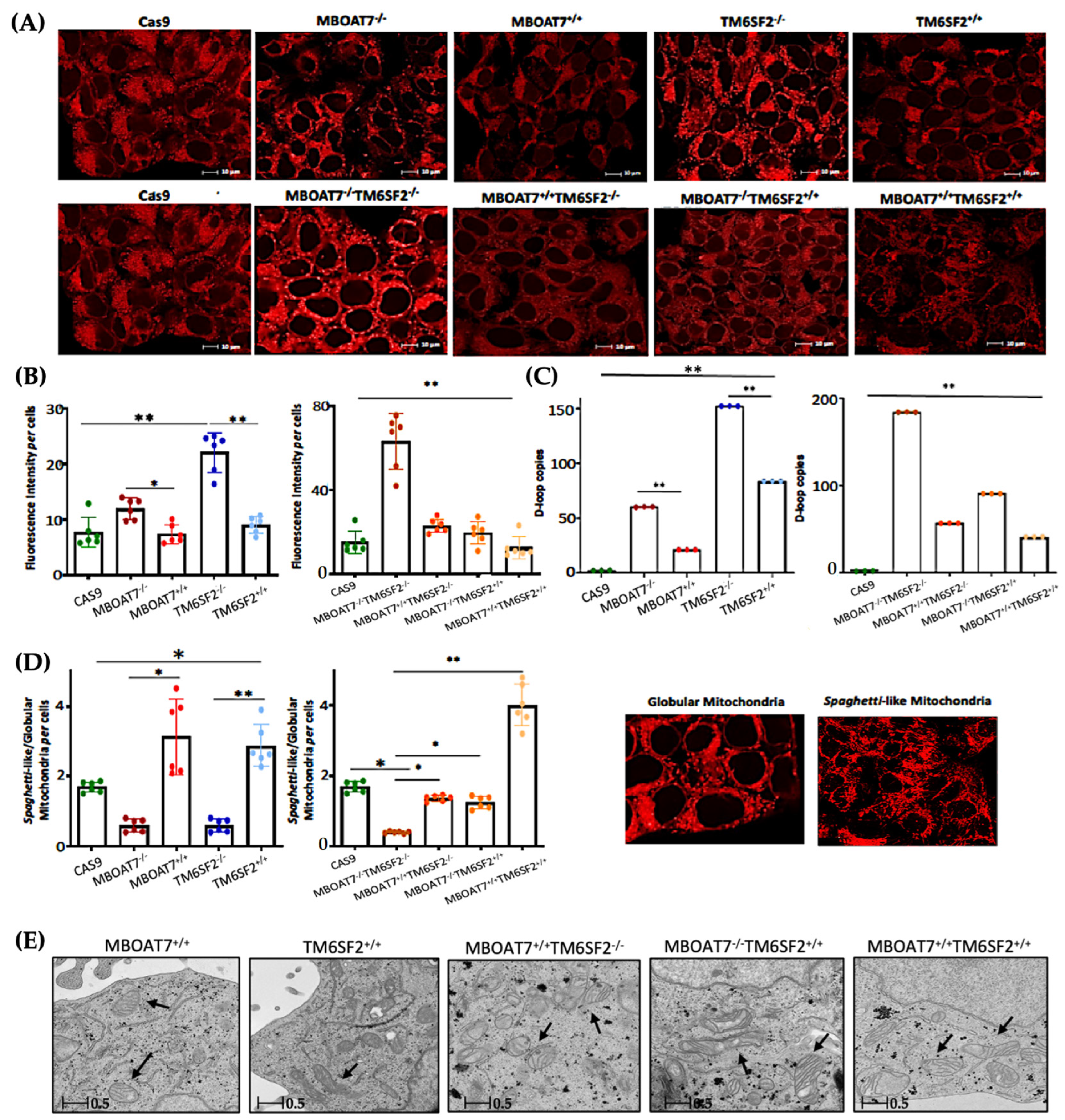 Antioxidants 14 00618 g002