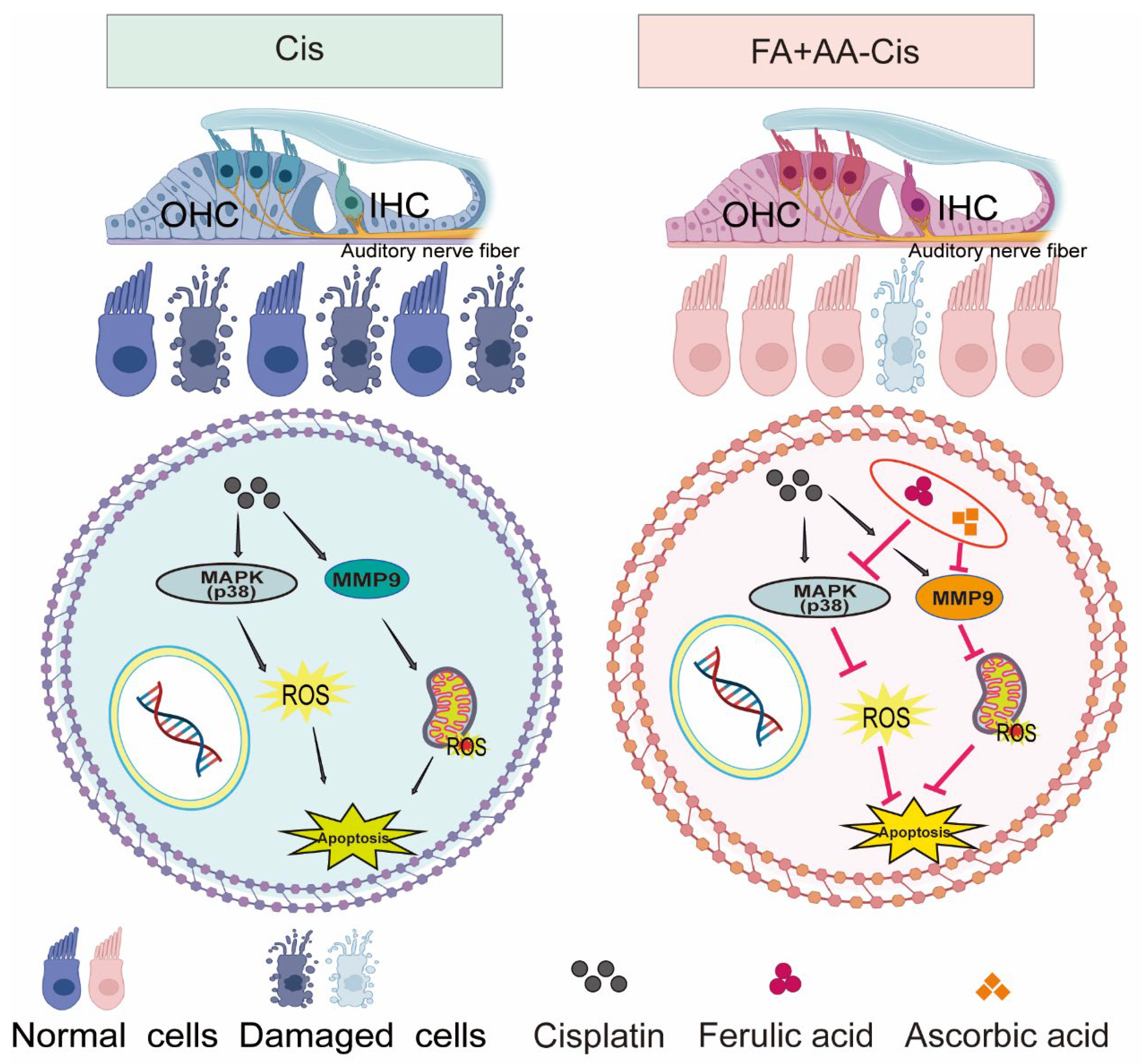 Antioxidants 14 00619 g008 Antioxidants 14 00619 g008