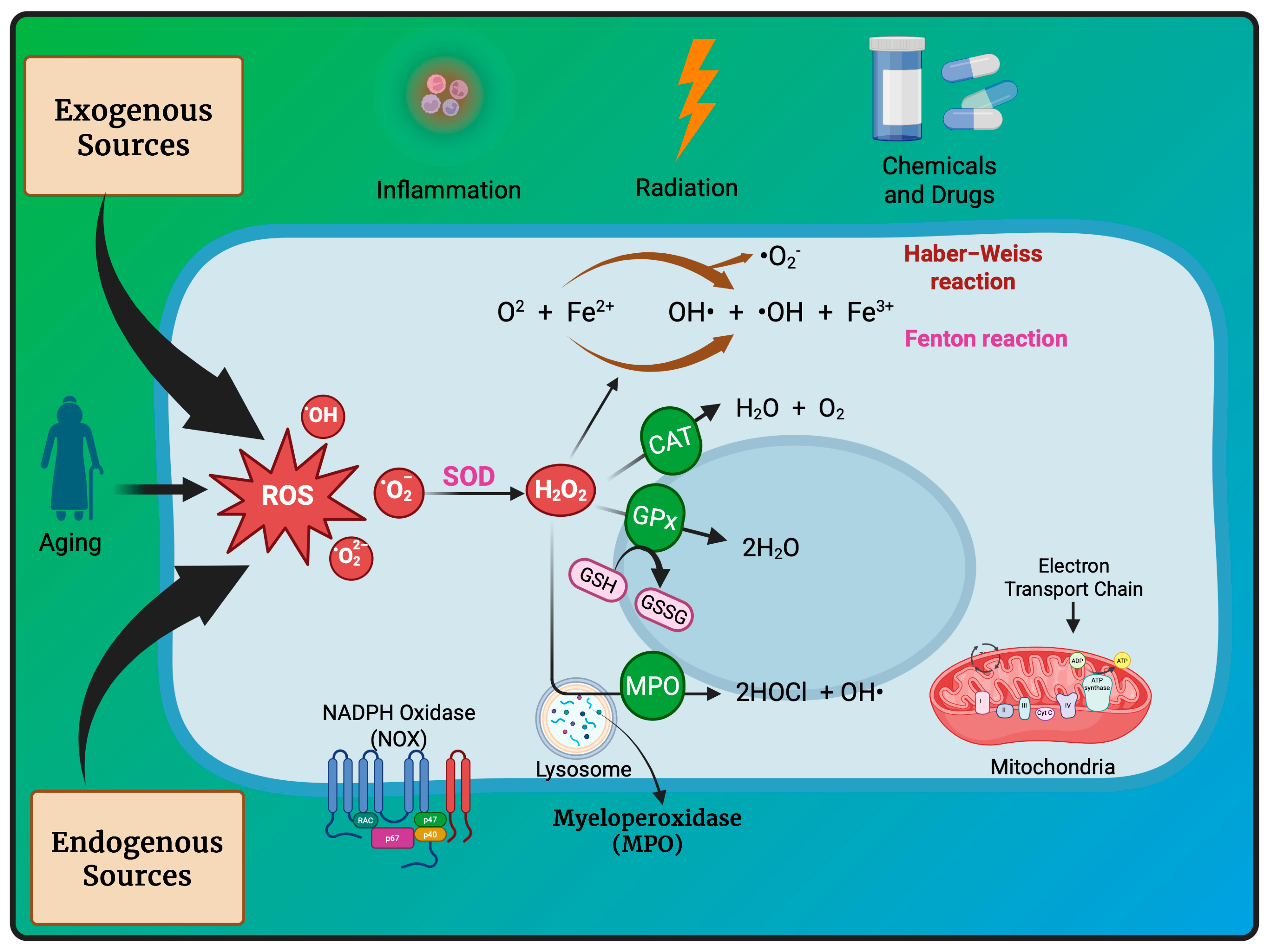 Antioxidants 14 00620 g001
