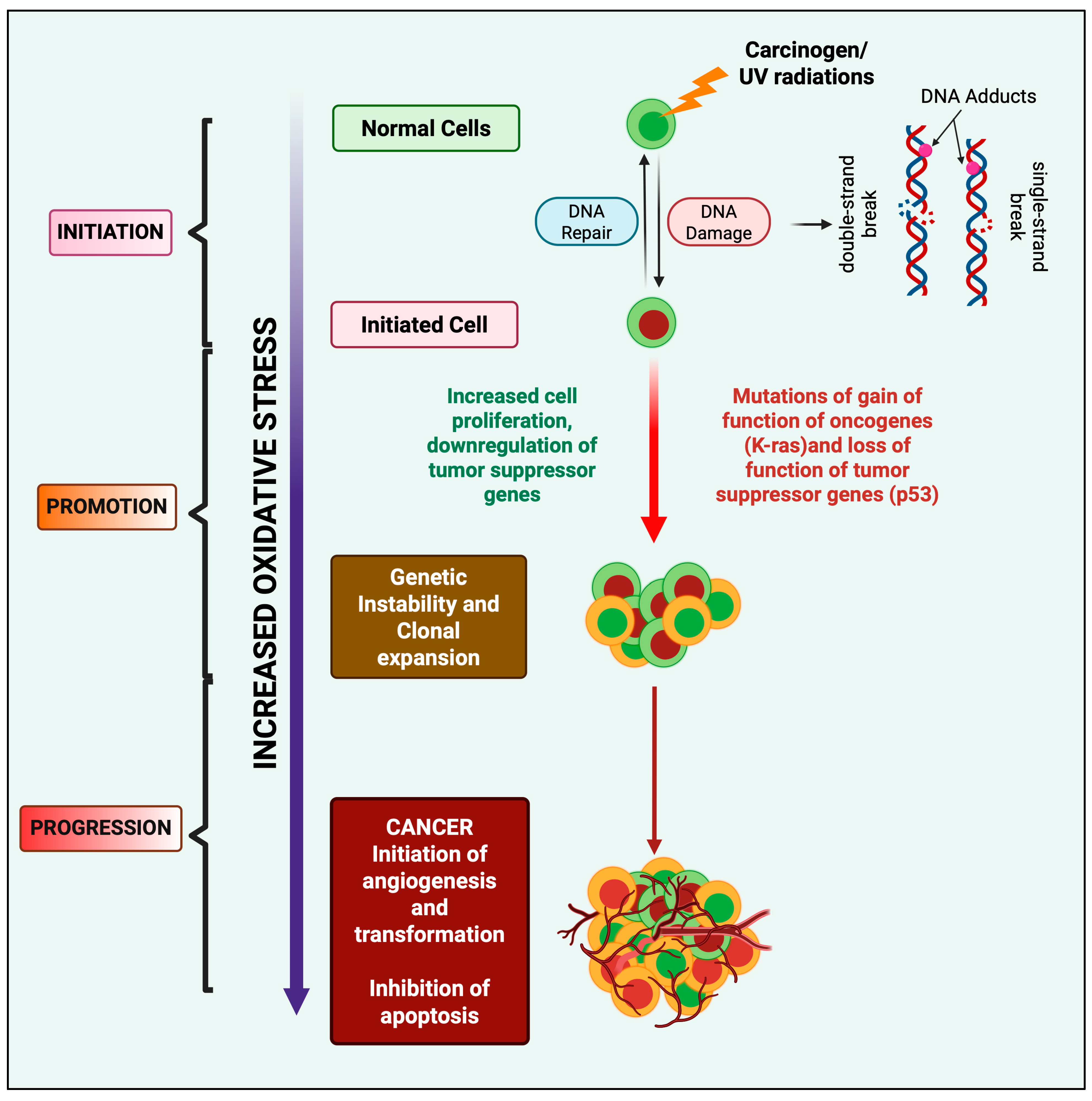 Antioxidants 14 00620 g002