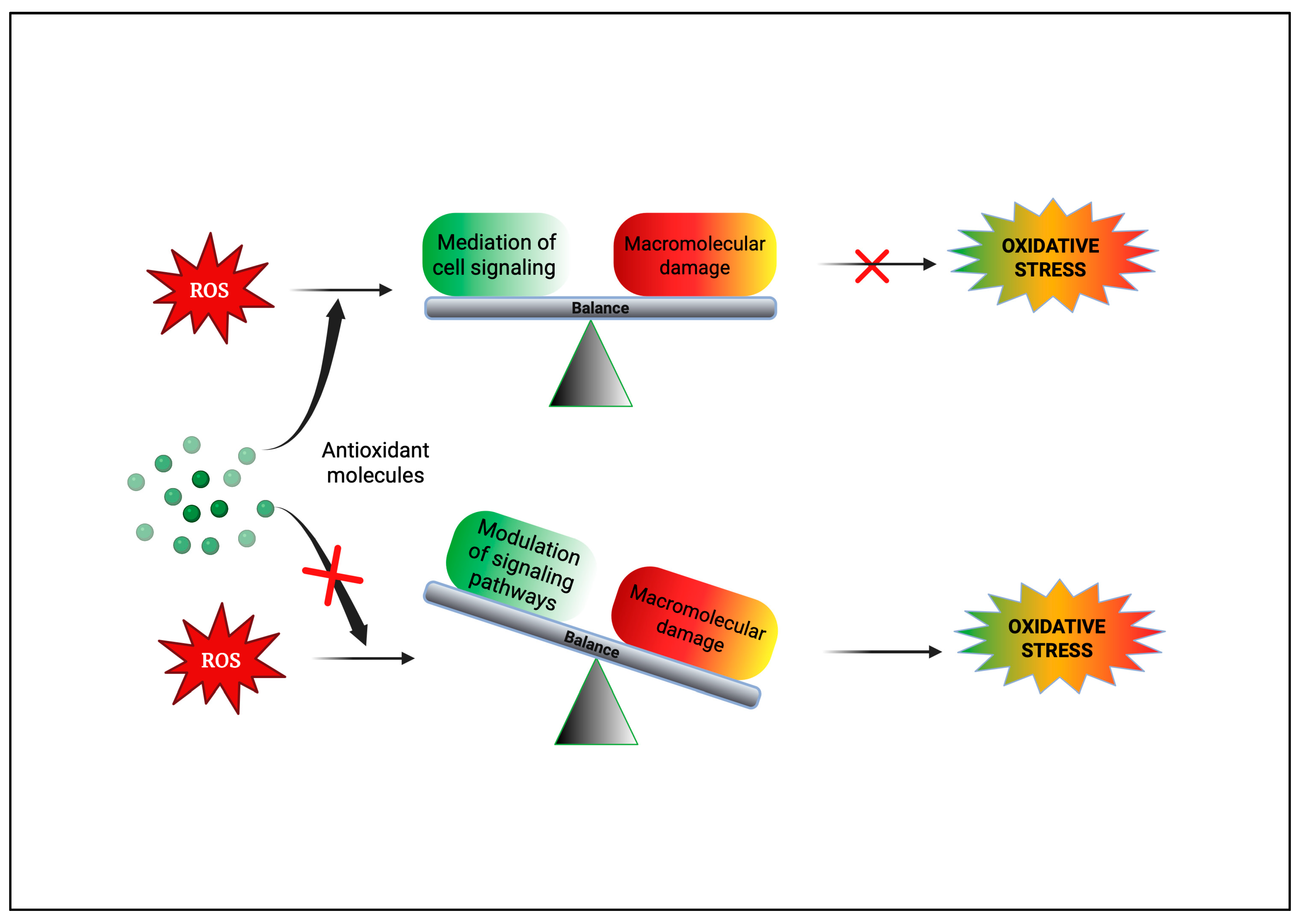 Antioxidants 14 00620 g004