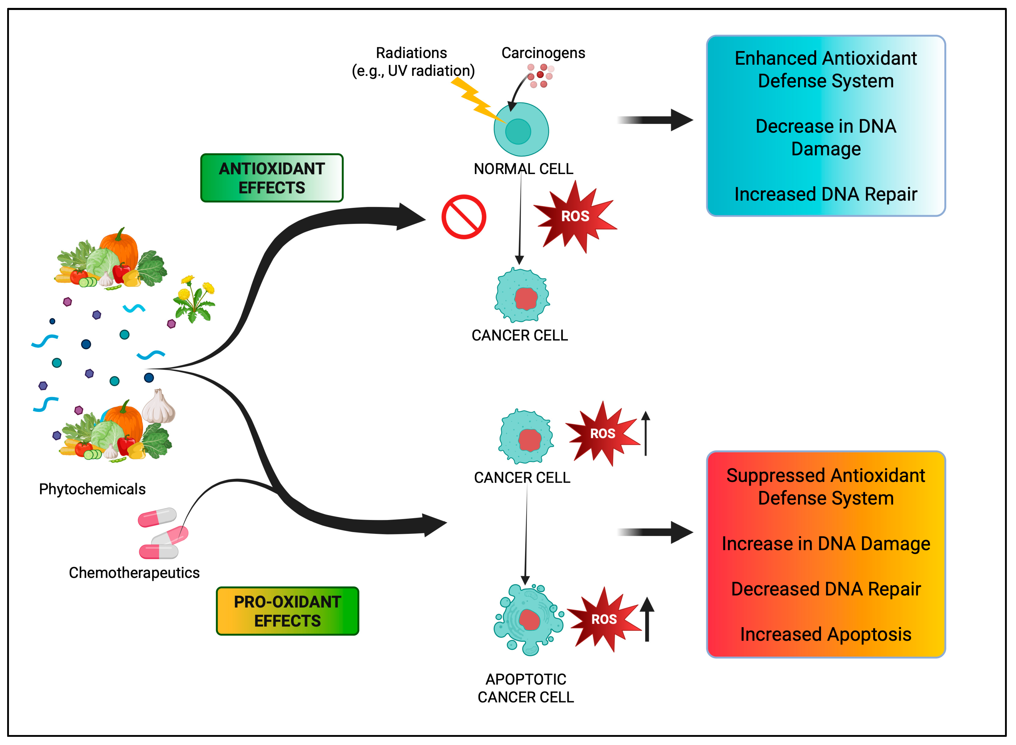 Antioxidants 14 00620 g005