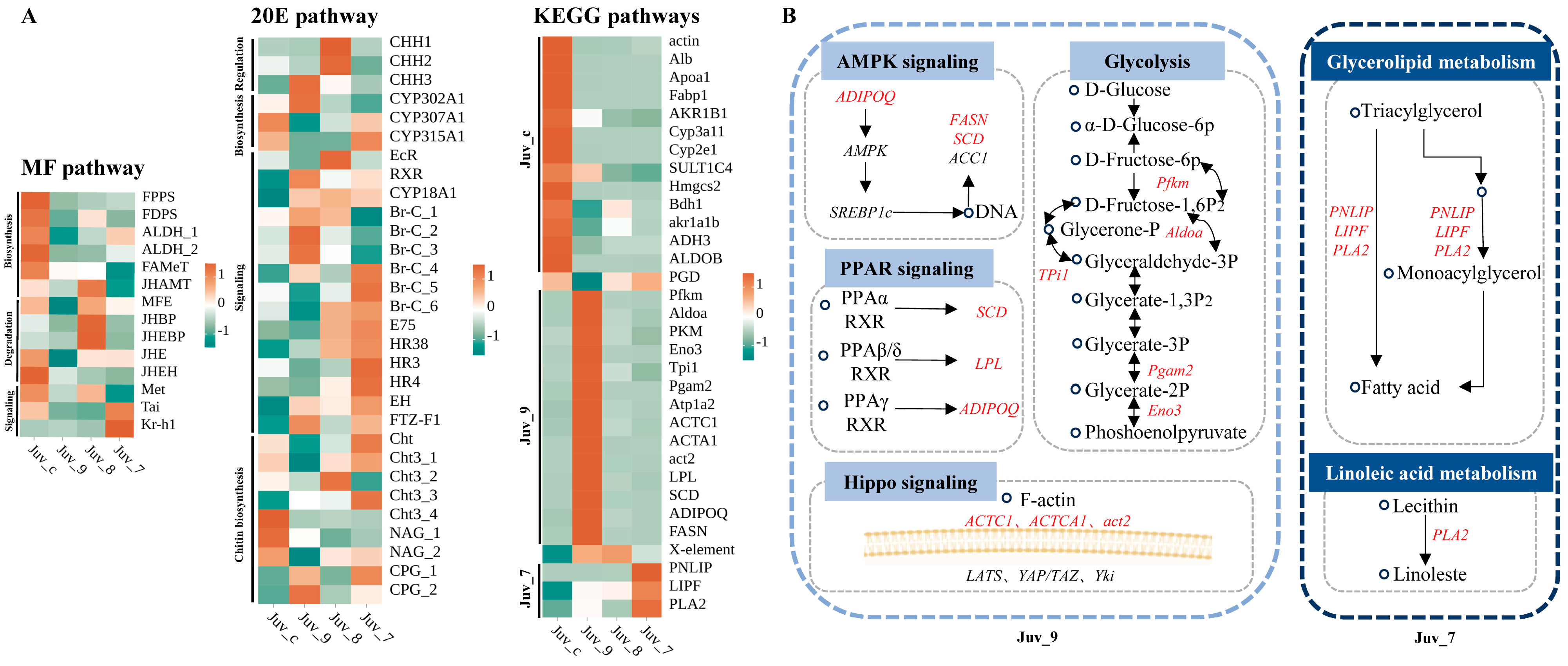 Antioxidants 14 00635 g004