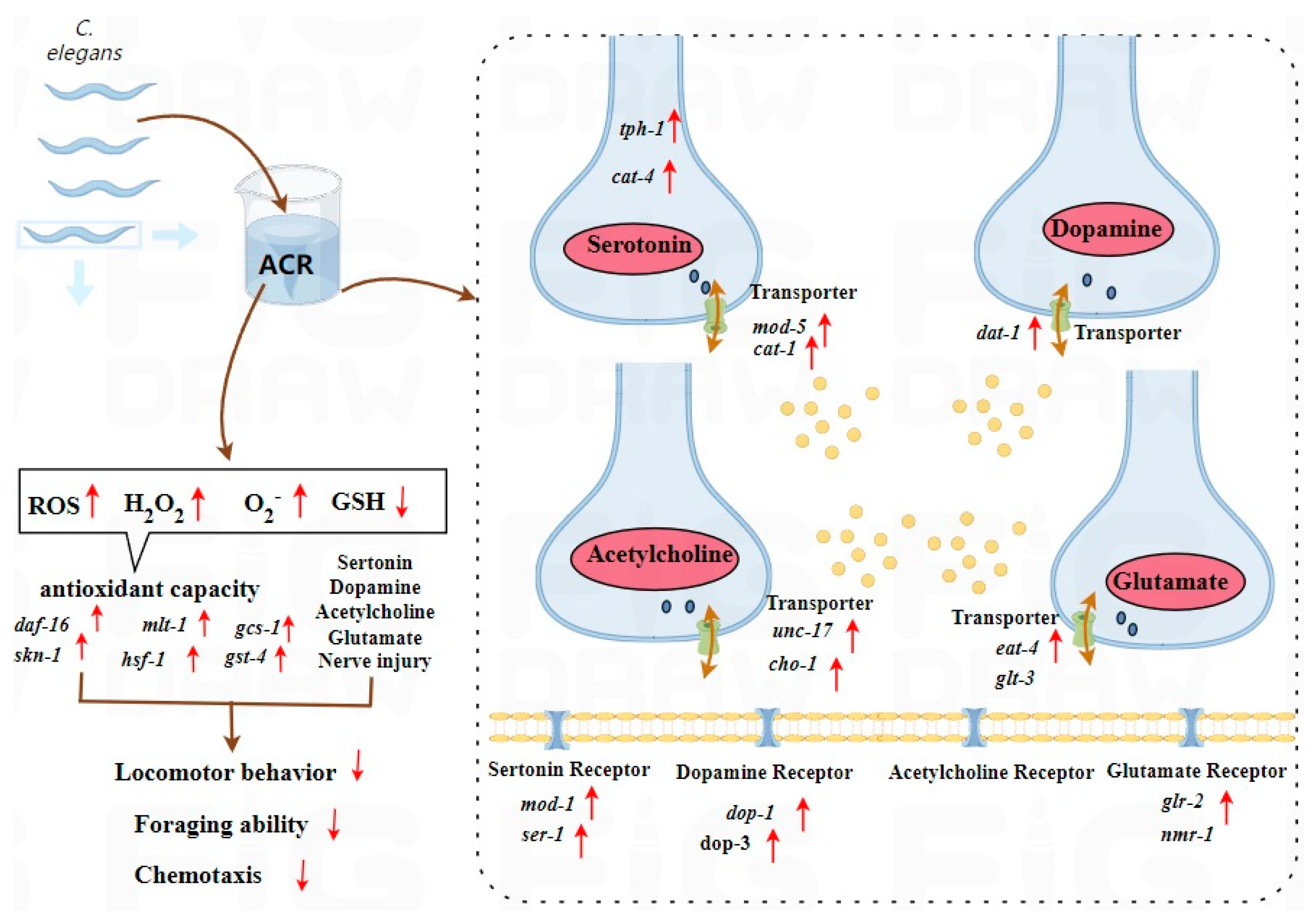 Antioxidants 14 00641 g008