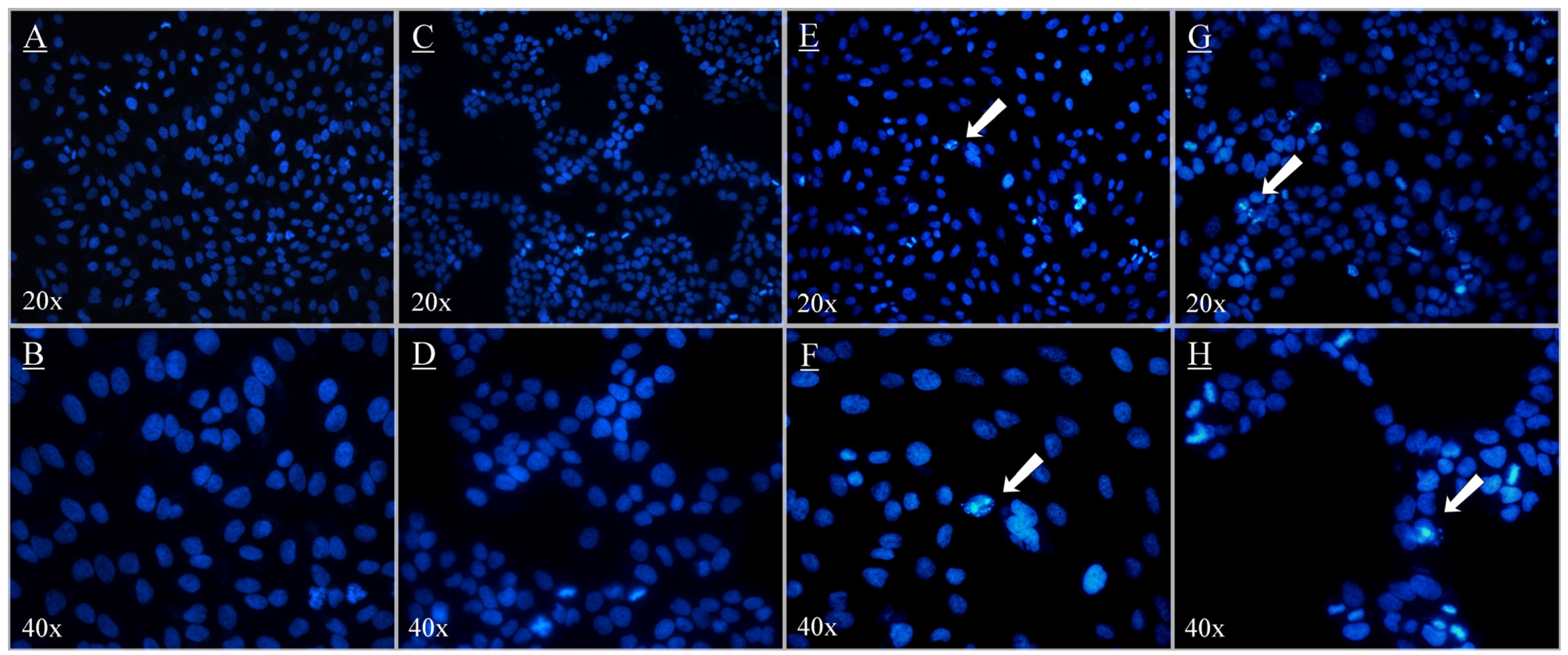 Antioxidants 14 00642 g005
