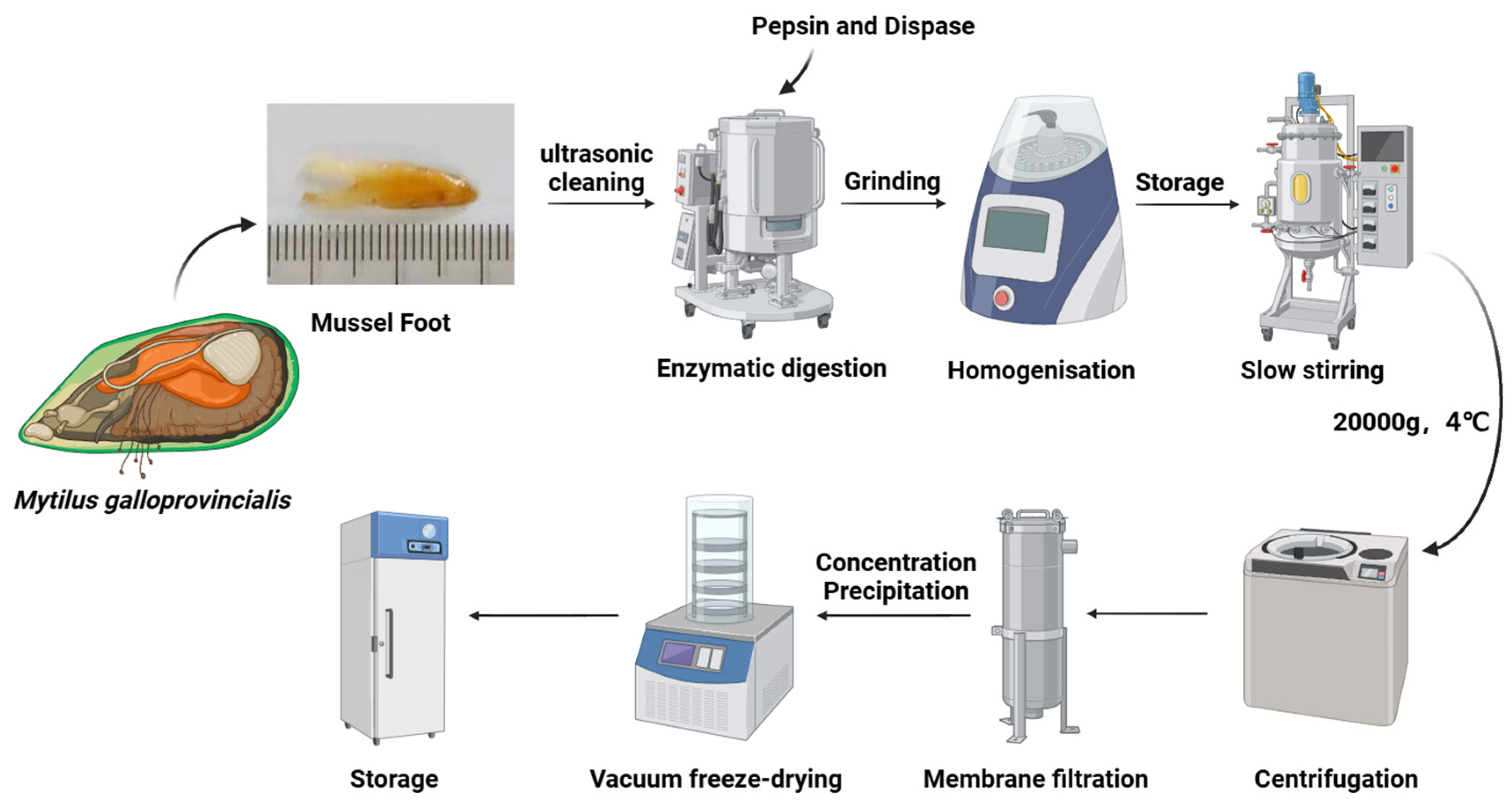 Antioxidants 14 00644 g001