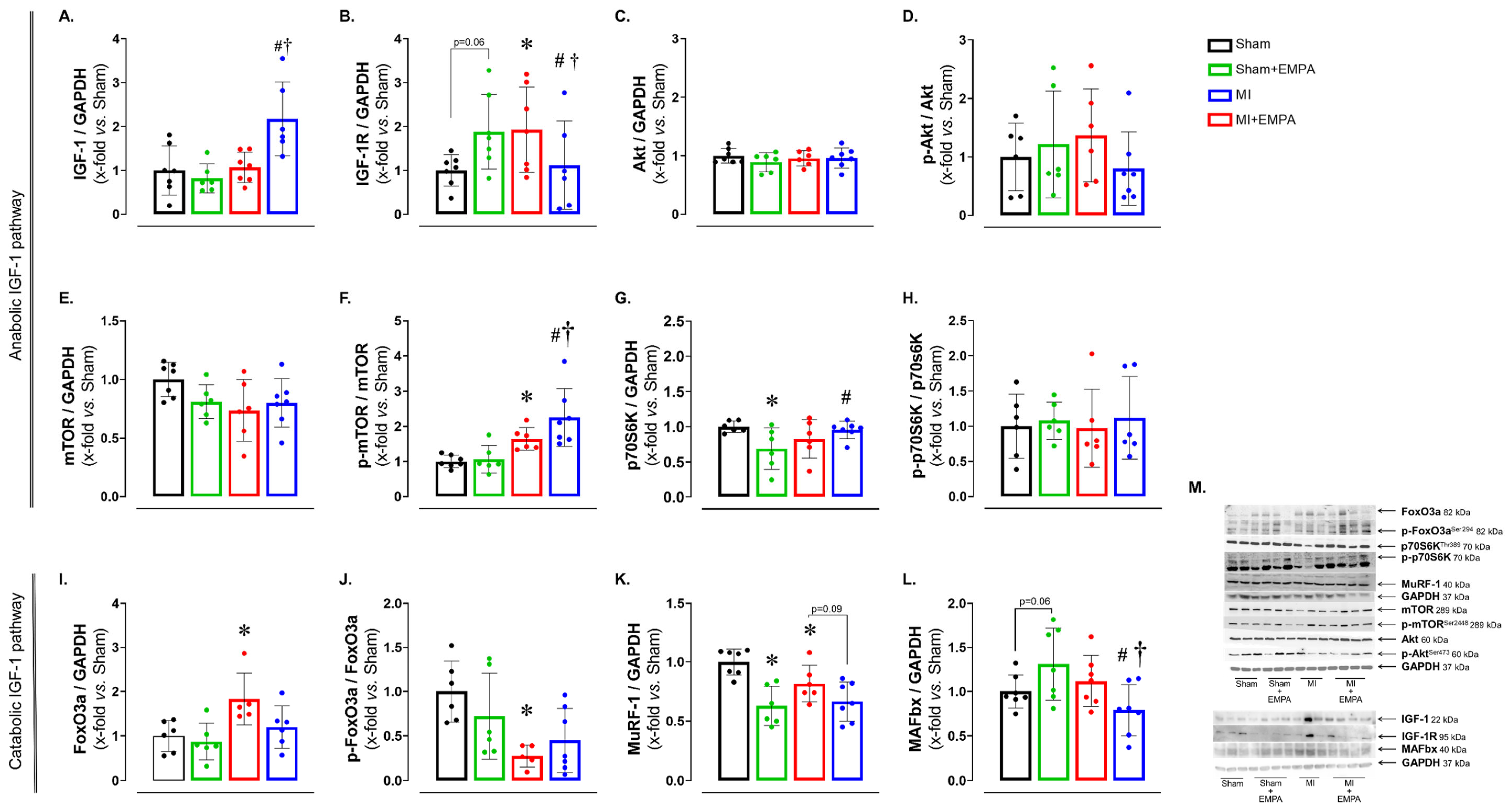 Antioxidants 14 00647 g005