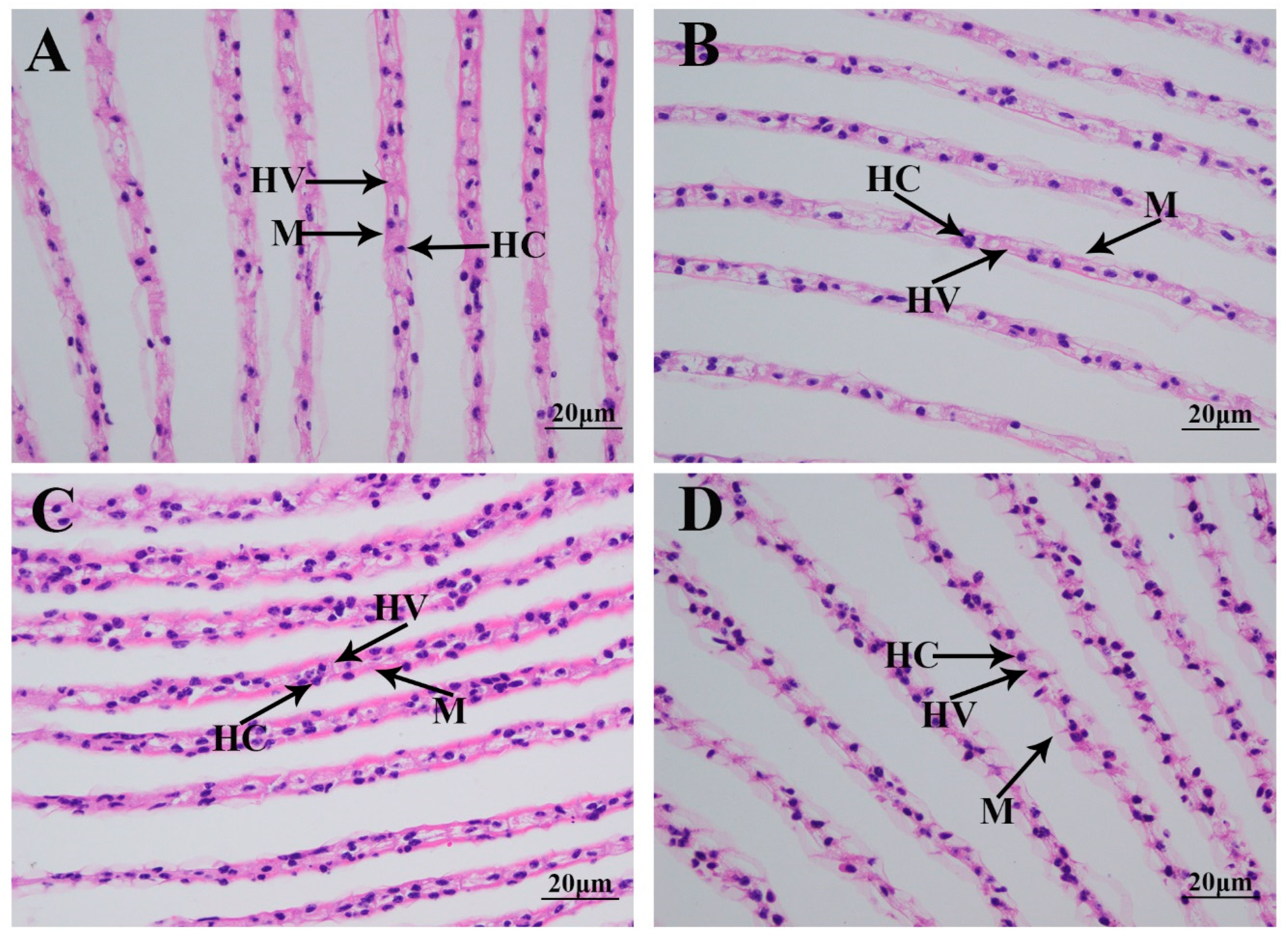 Antioxidants 14 00655 g002