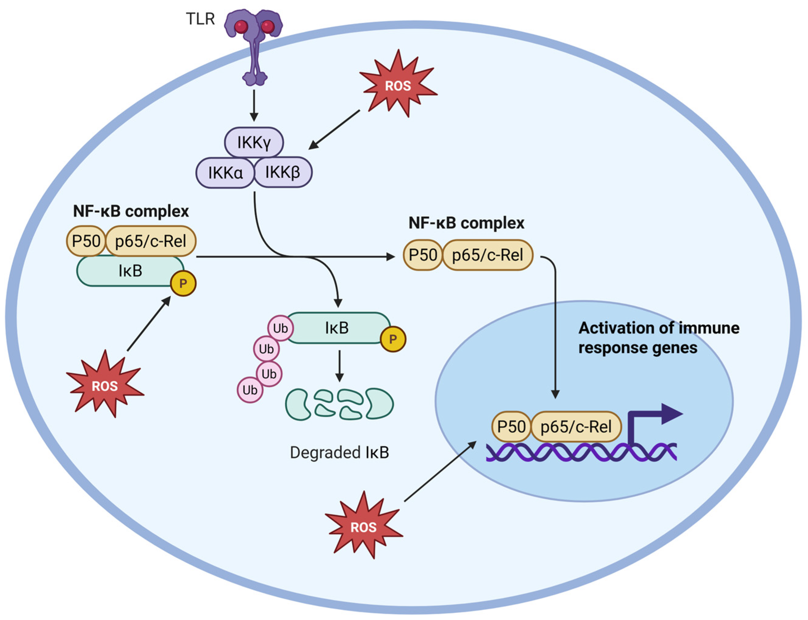 Antioxidants 14 00656 g001