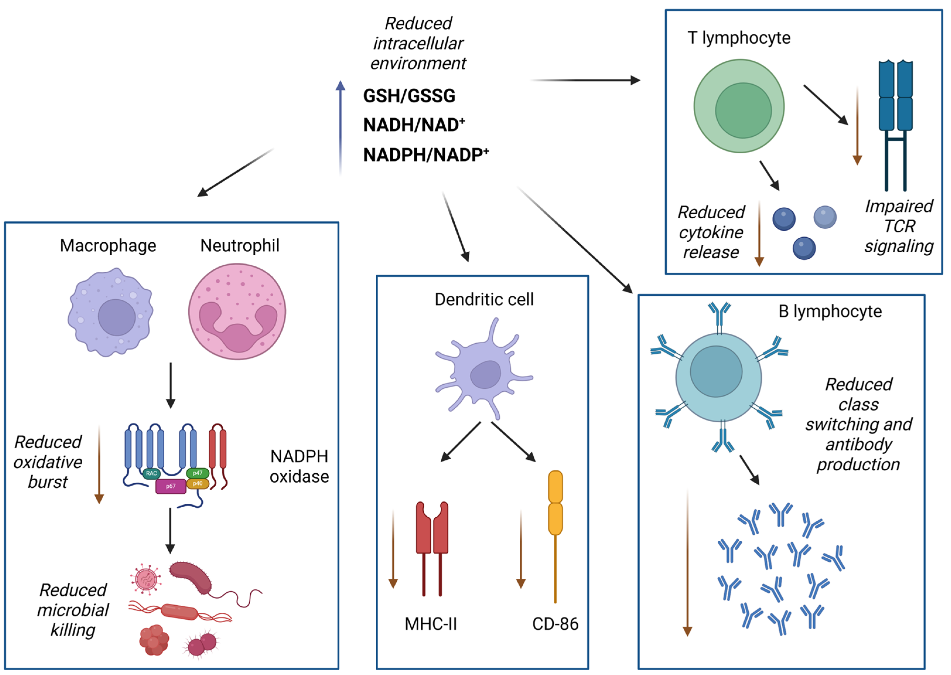Antioxidants 14 00656 g002