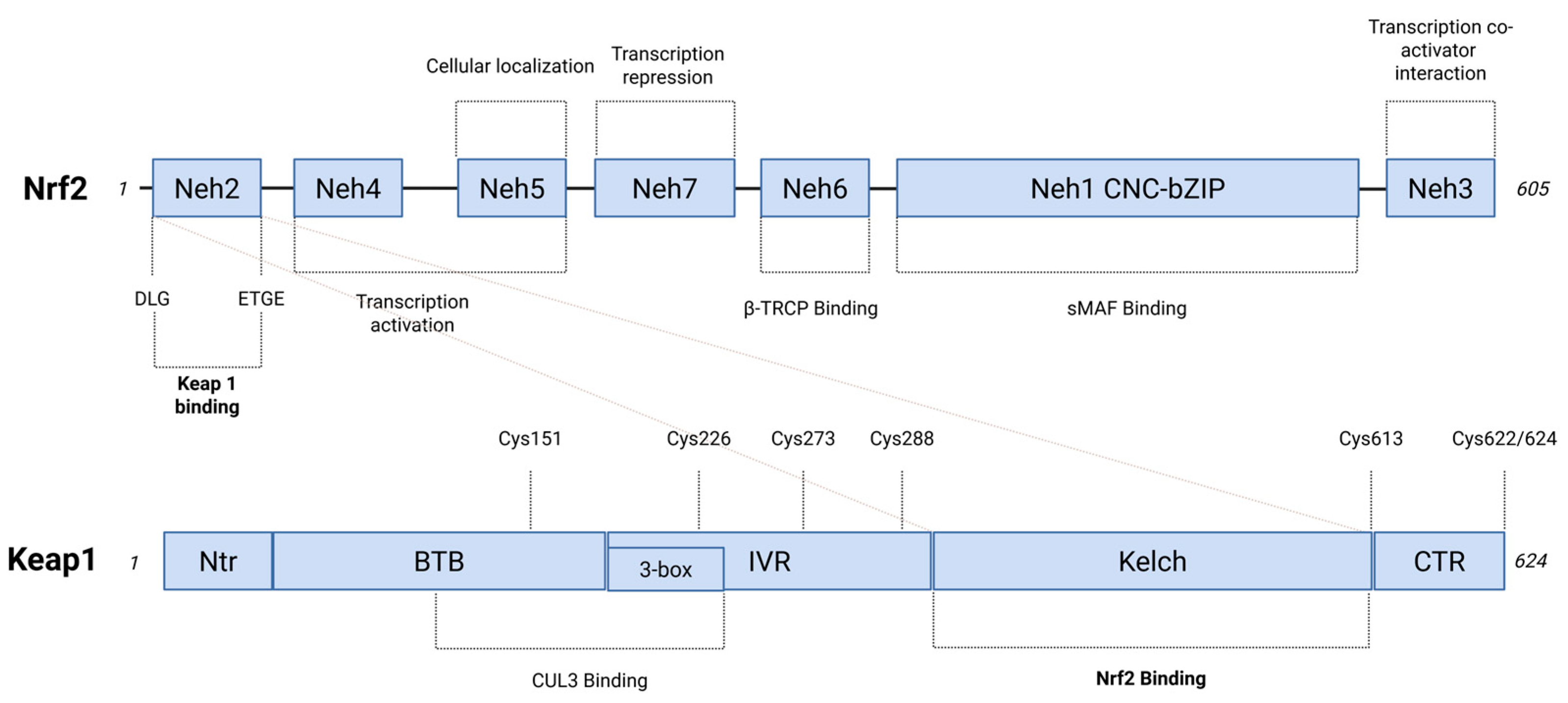 Antioxidants 14 00657 g001