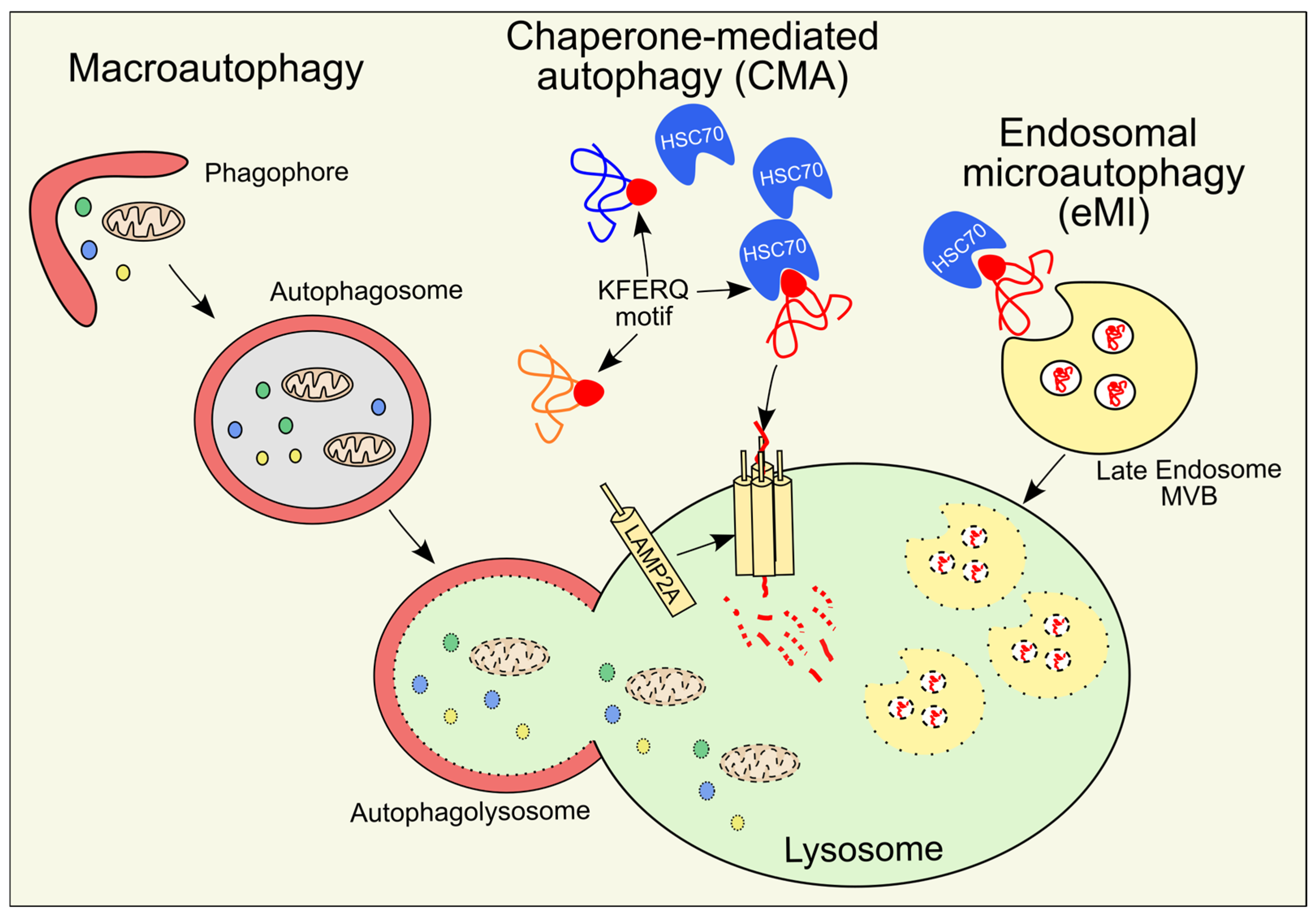 Antioxidants 14 00662 g001