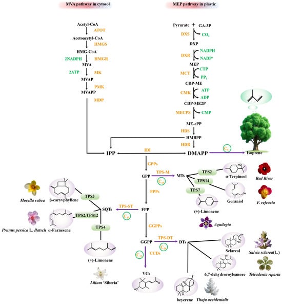 Antioxidants 14 00673 g001