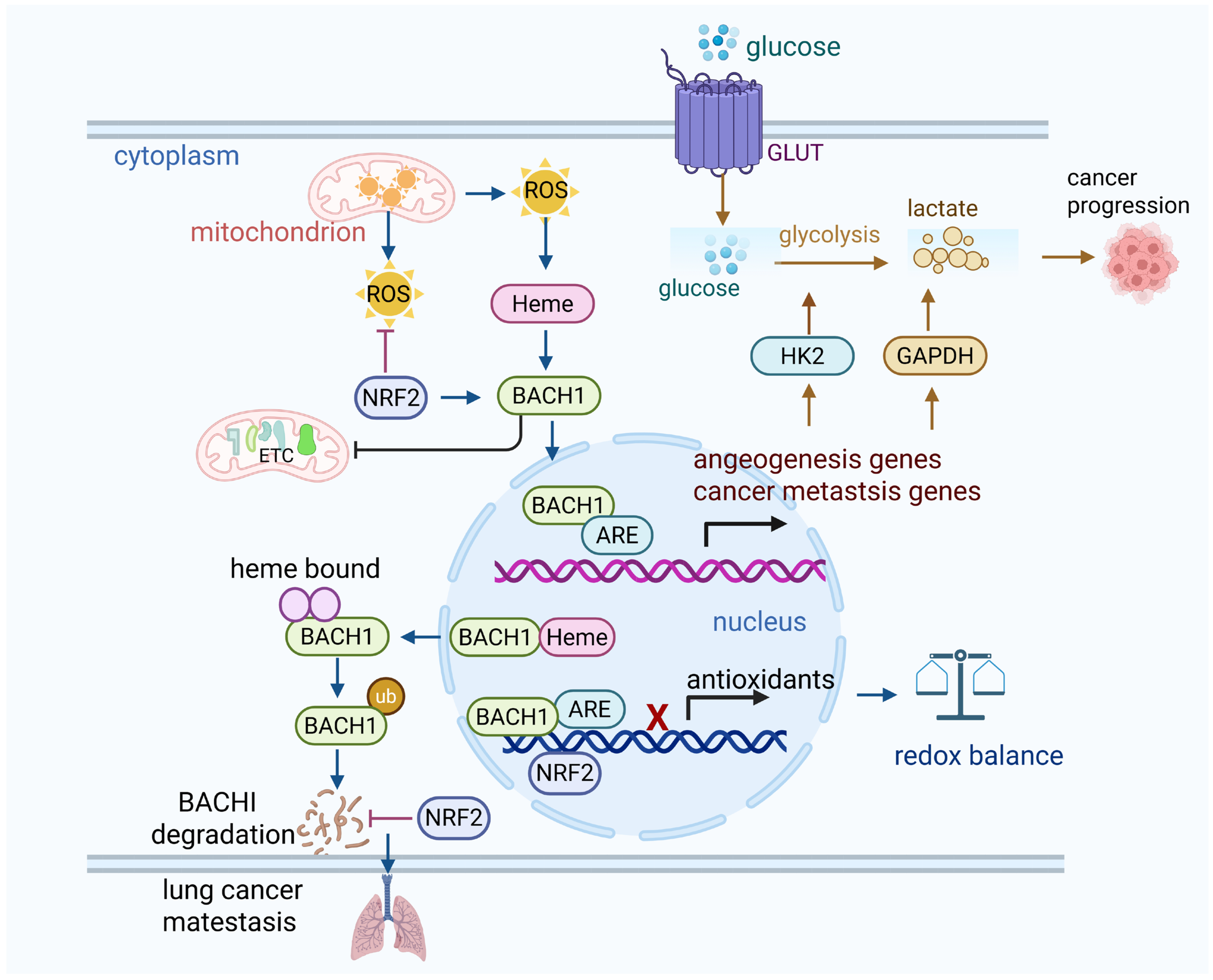 Antioxidants 14 00674 g001