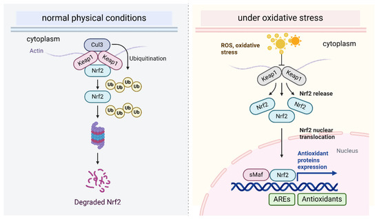 Antioxidants 14 00674 g002