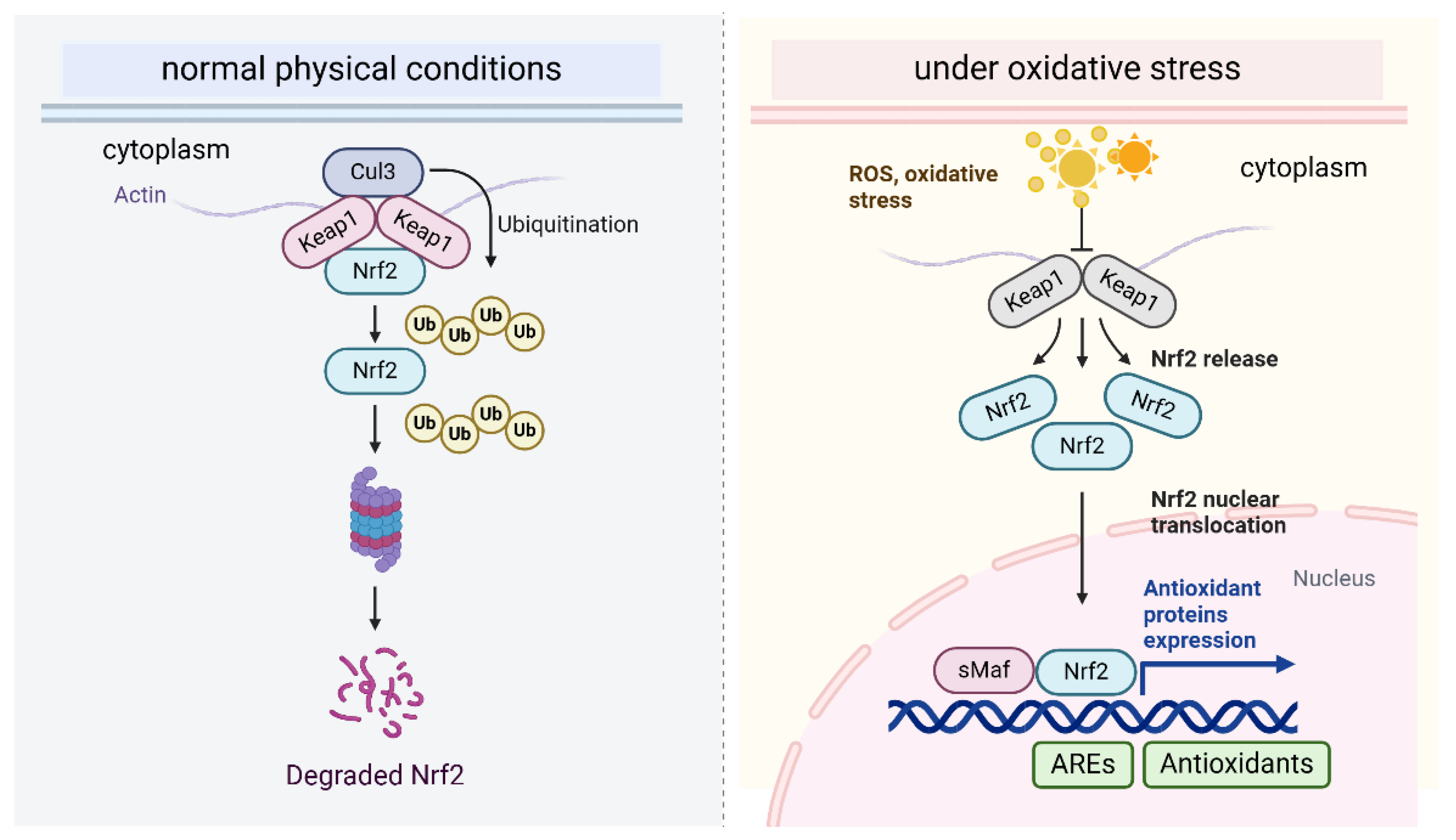 Antioxidants 14 00674 g002