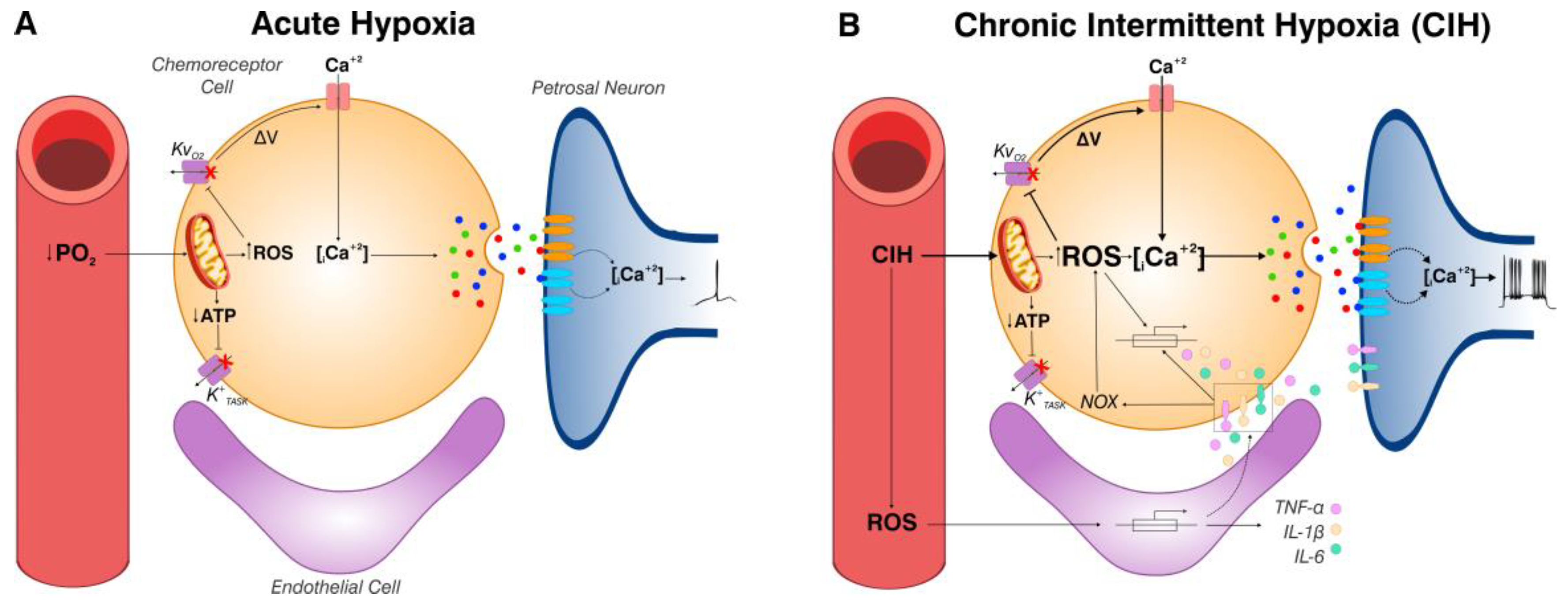 Antioxidants 14 00675 g002